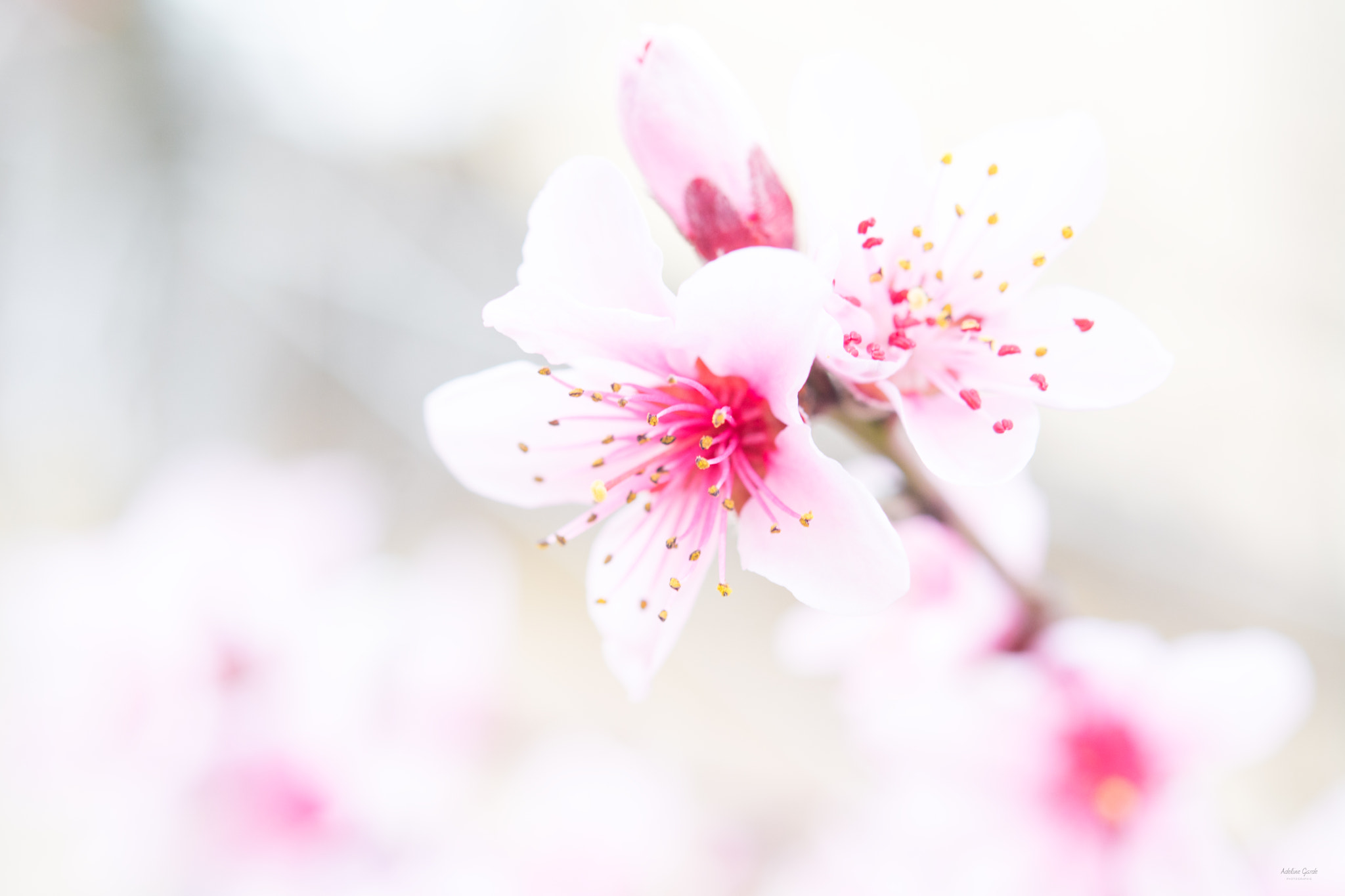 Nikon AF-S Micro-Nikkor 60mm F2.8G ED sample photo. Légerté photography