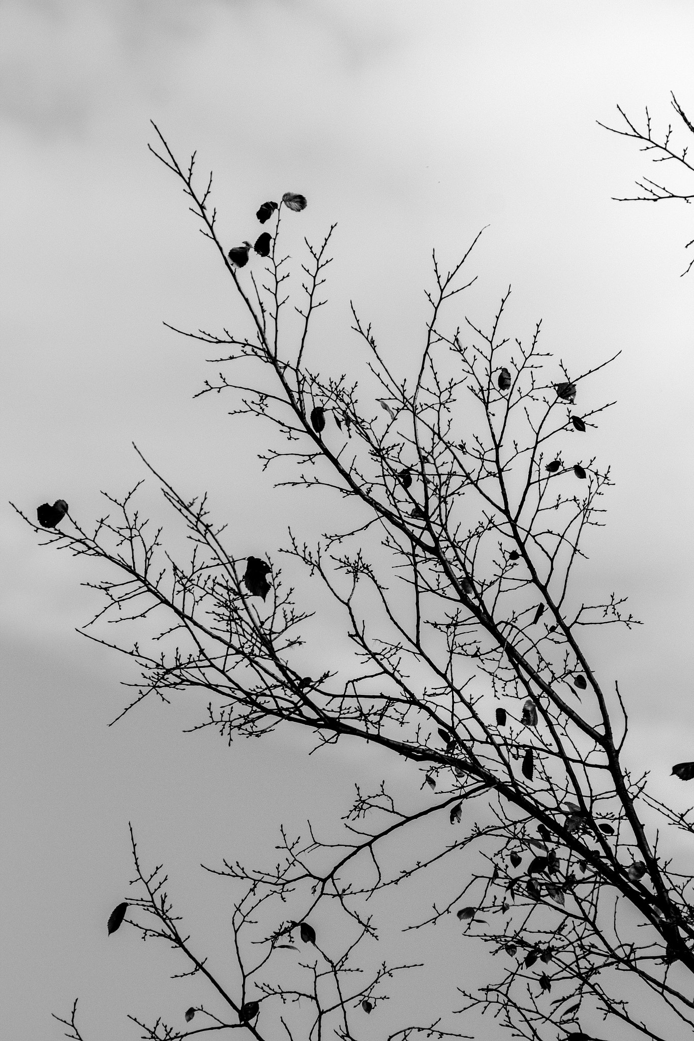 Tamron SP 35mm F1.8 Di VC USD sample photo. Autumn tree photography