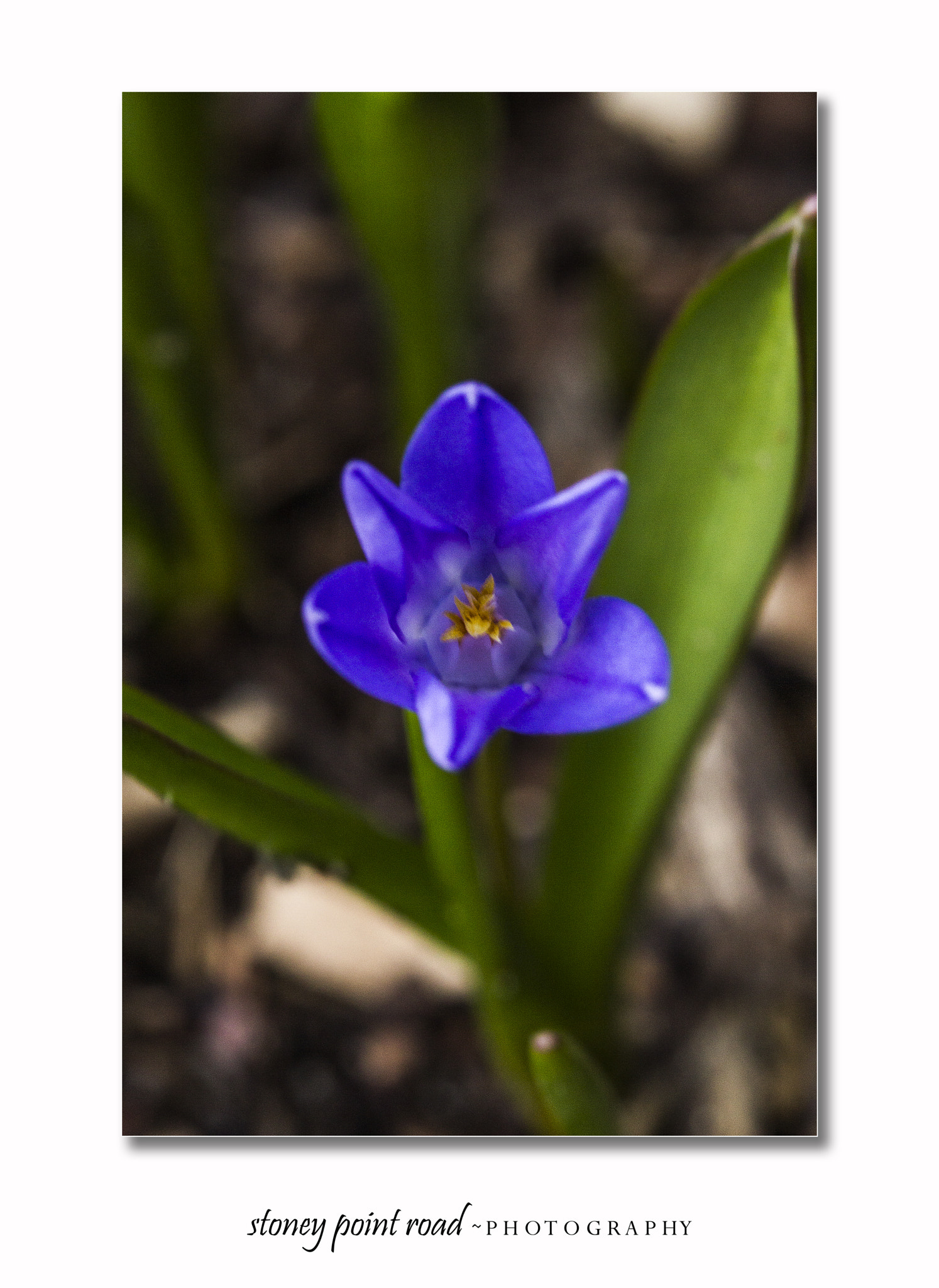 Canon EF-S 60mm F2.8 Macro USM sample photo. Tiny blue photography