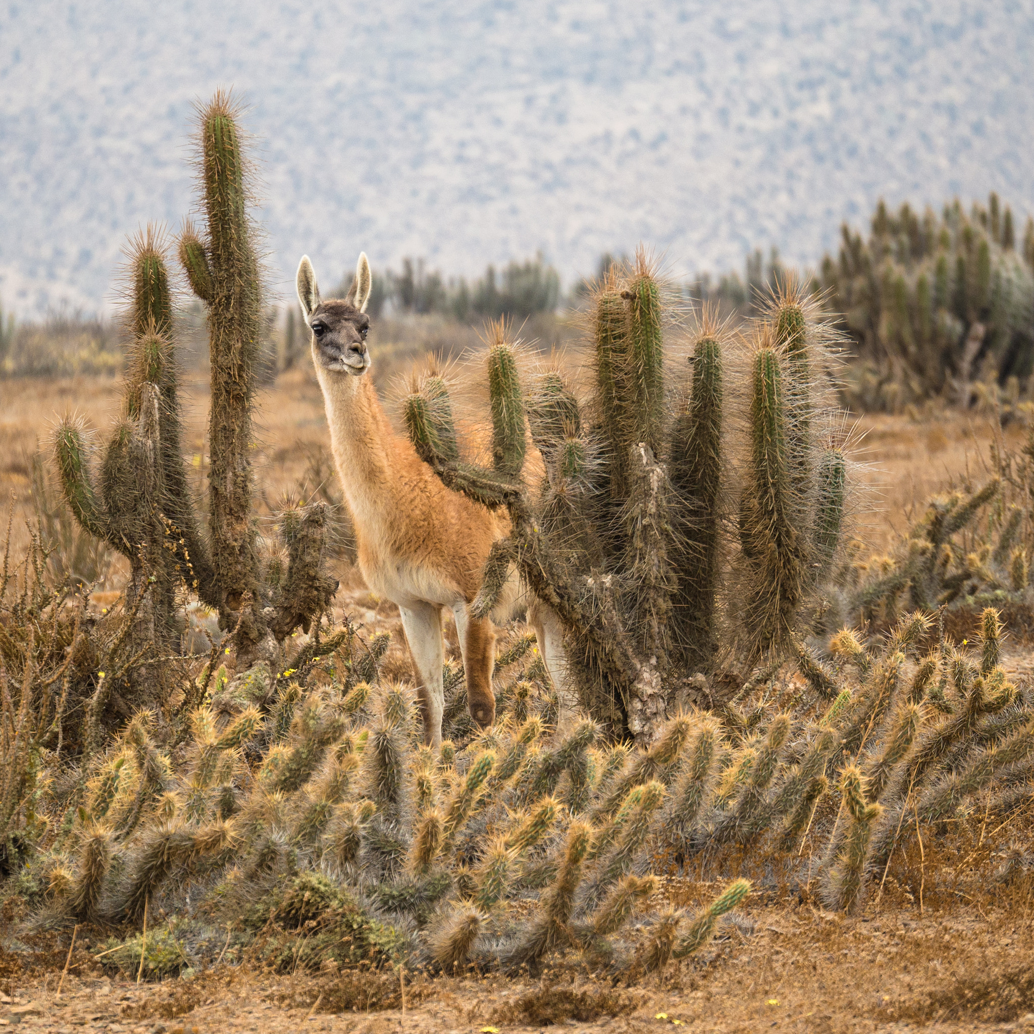 Panasonic Lumix G X Vario 35-100mm F2.8 OIS sample photo. Guanaco photography