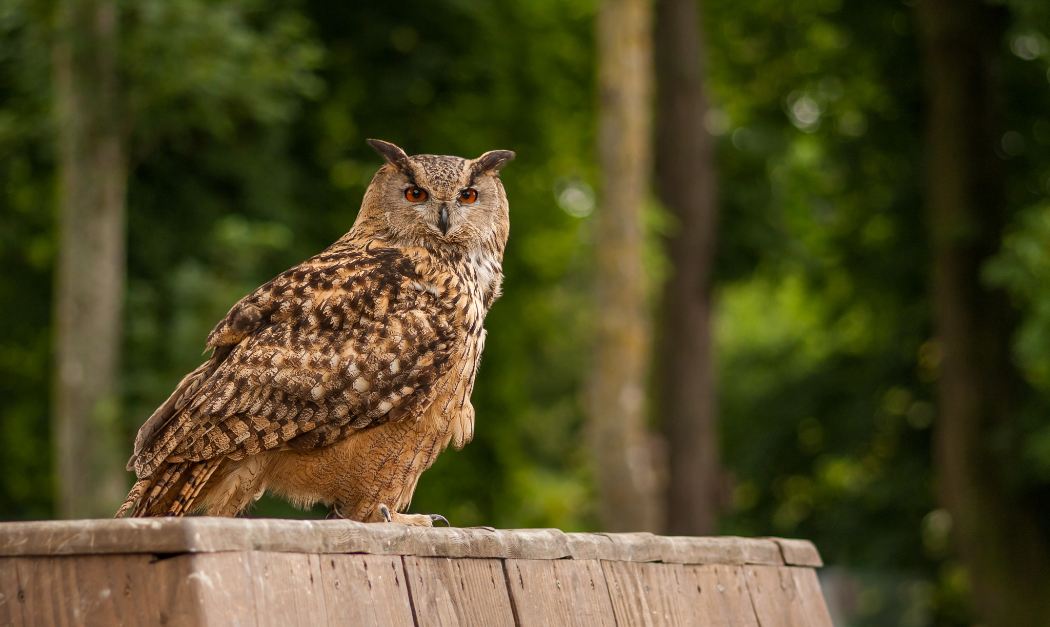 Canon EOS 40D + Sigma 105mm F2.8 EX DG Macro sample photo. Beautiful owl photography