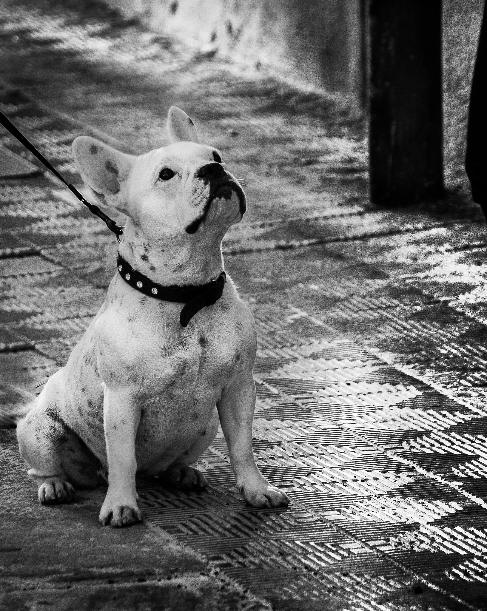 Canon EOS 40D sample photo. Dog photography