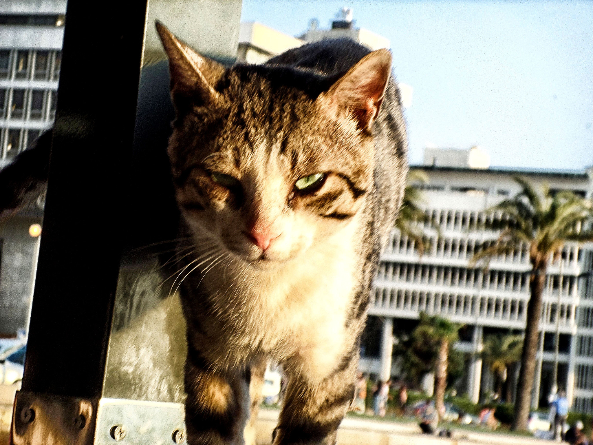 Samsung DV150F/DV151F/DV155F sample photo. Cat eyes photography