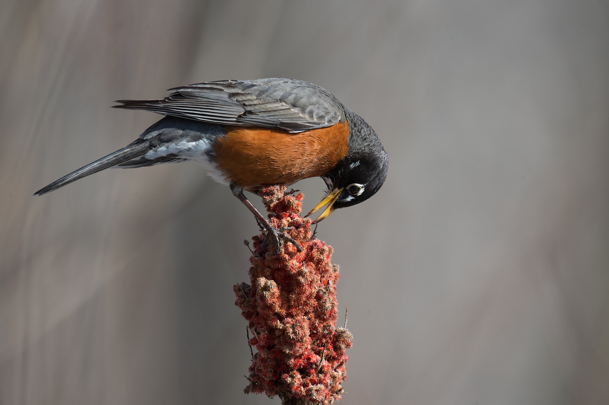 Nikon D4 + Sigma 24-60mm F2.8 EX DG sample photo. Merle d'amerique - turdus migratorius - american robin photography