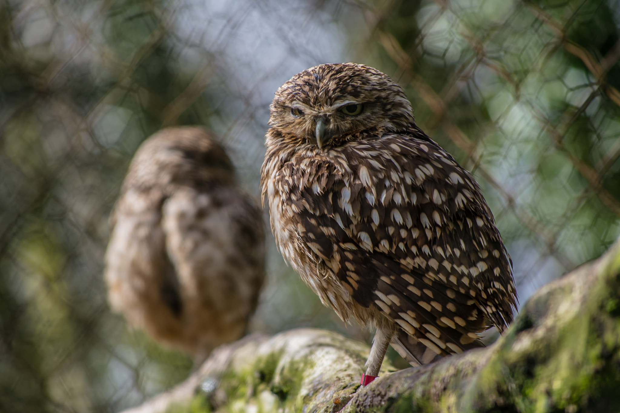Nikon D600 sample photo. Burrowing owls photography