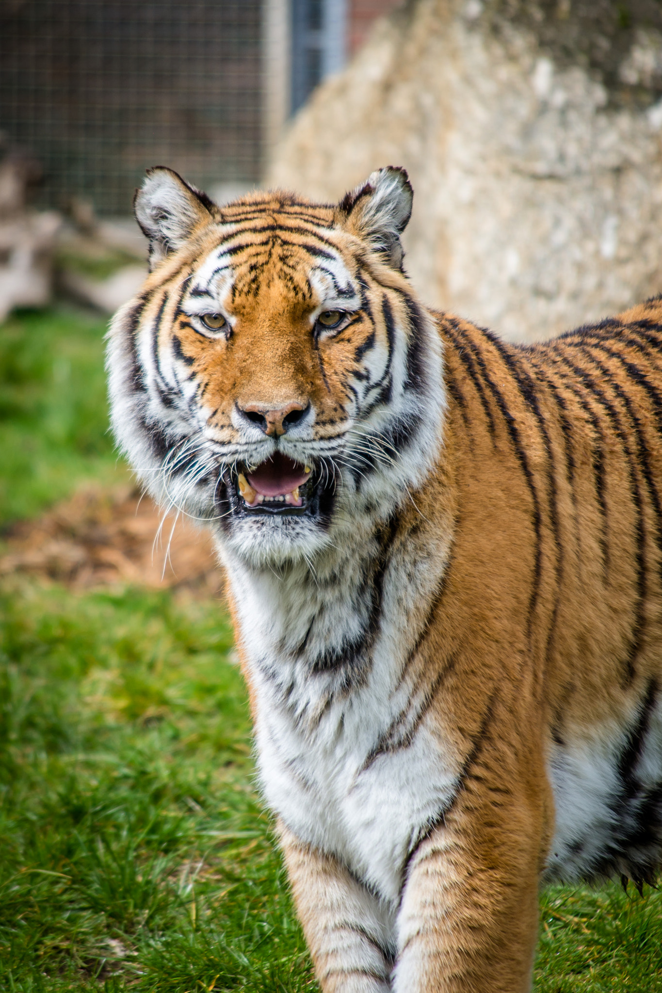 Nikon D600 sample photo. Bengal tiger photography