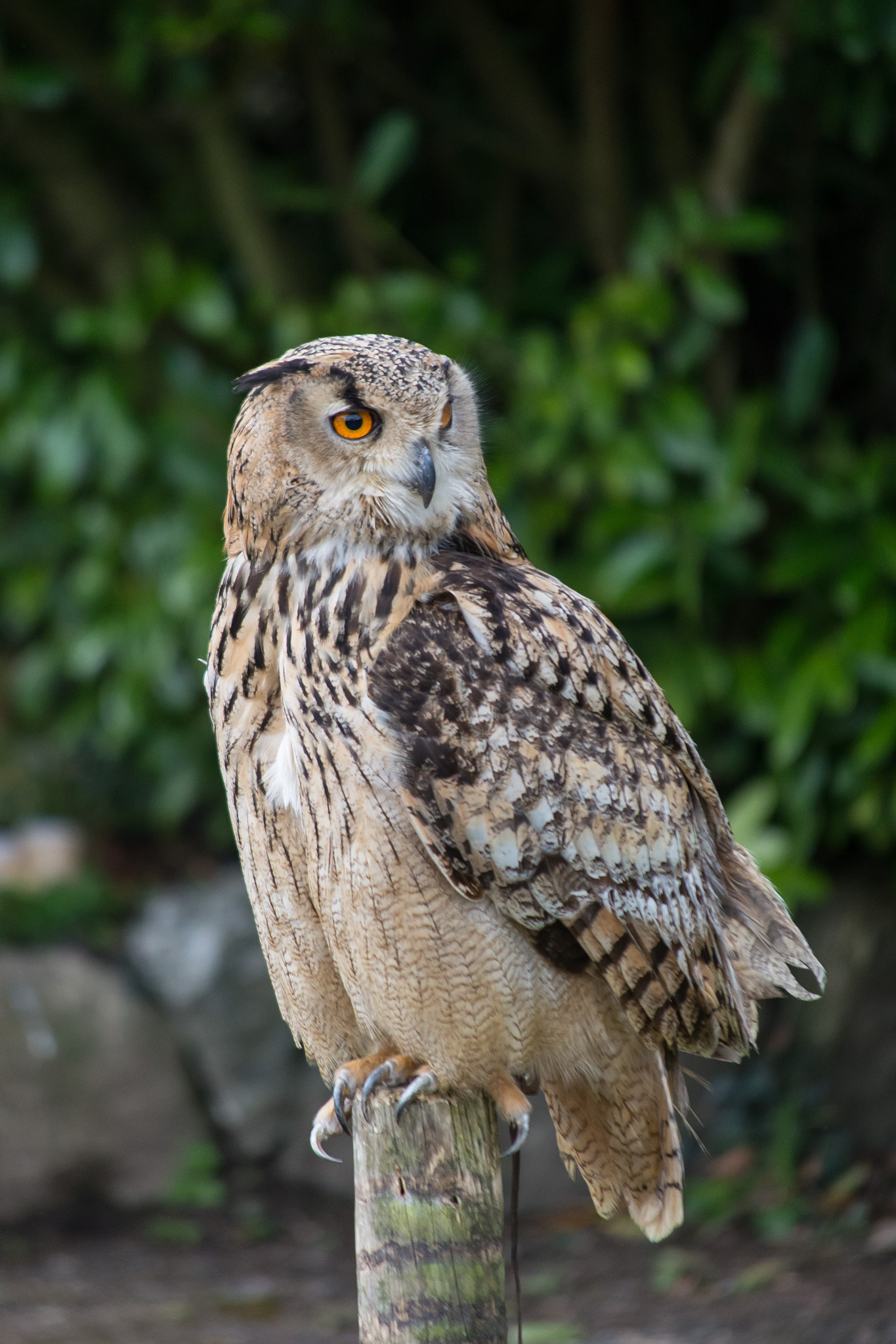 Nikon D600 sample photo. Eagle owl photography