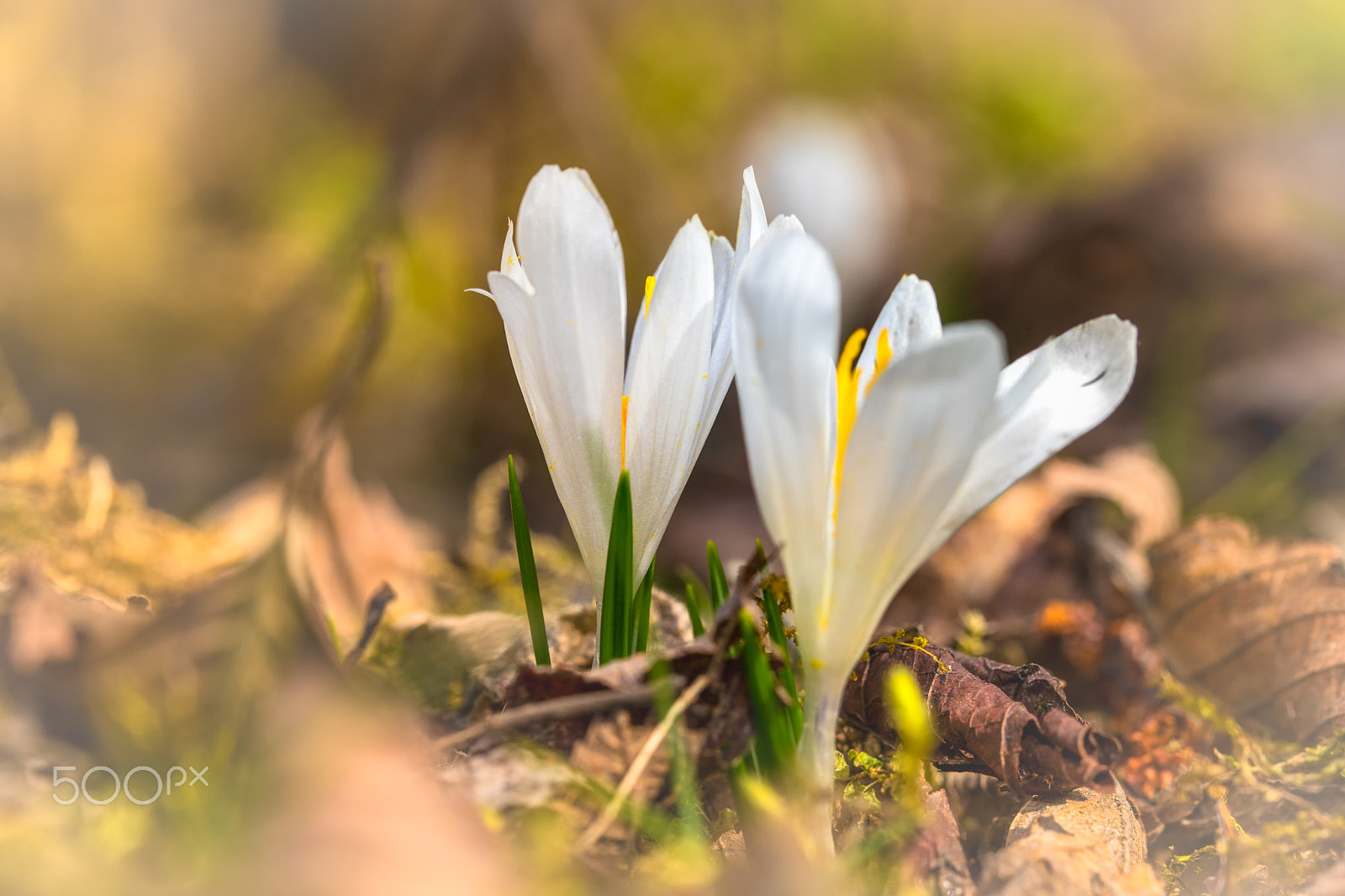 Sony a7 II + 90mm F2.8 Macro SSM sample photo. Krokusse photography