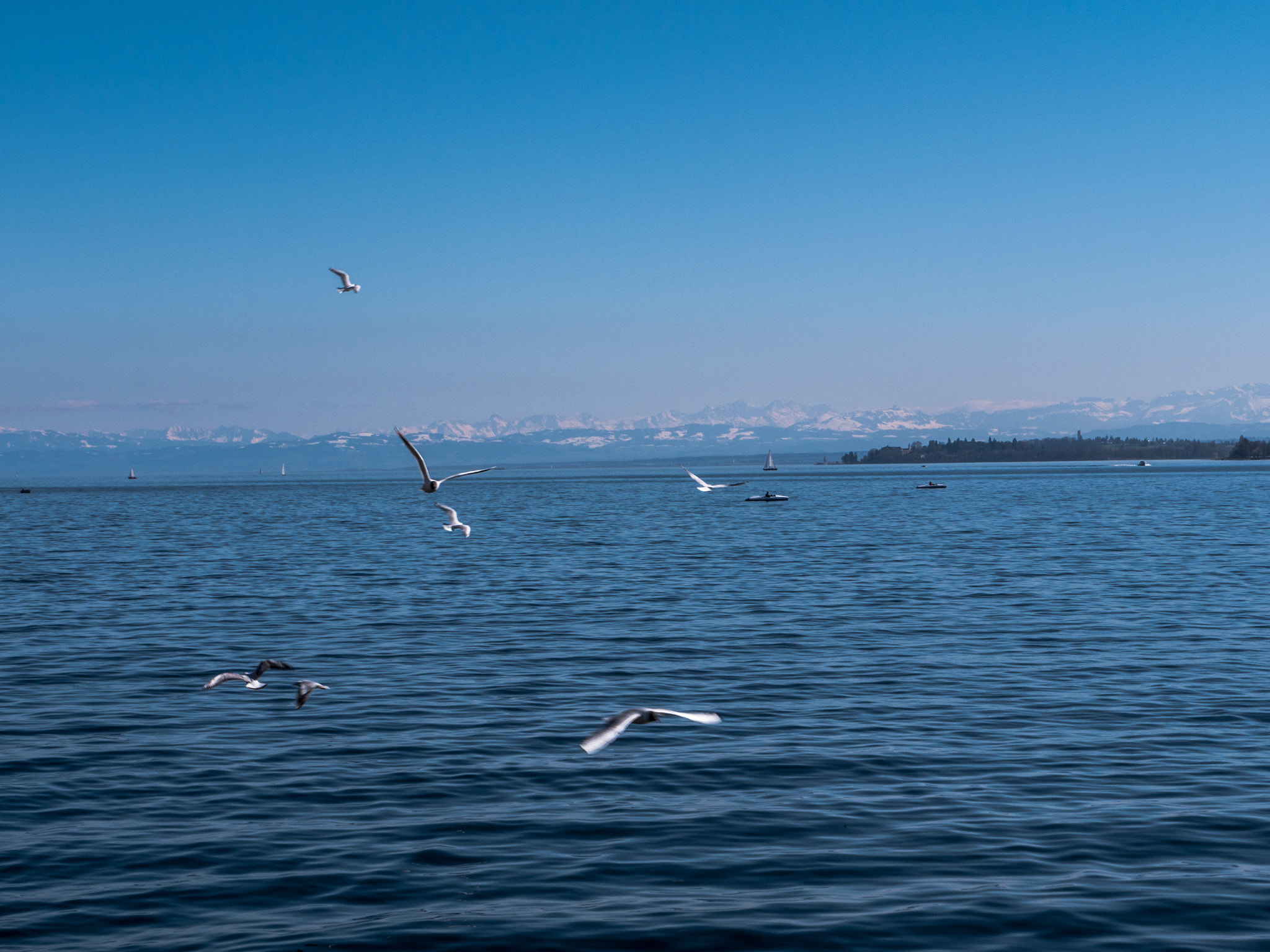 Panasonic Lumix DMC-G6 sample photo. Seagulls photography