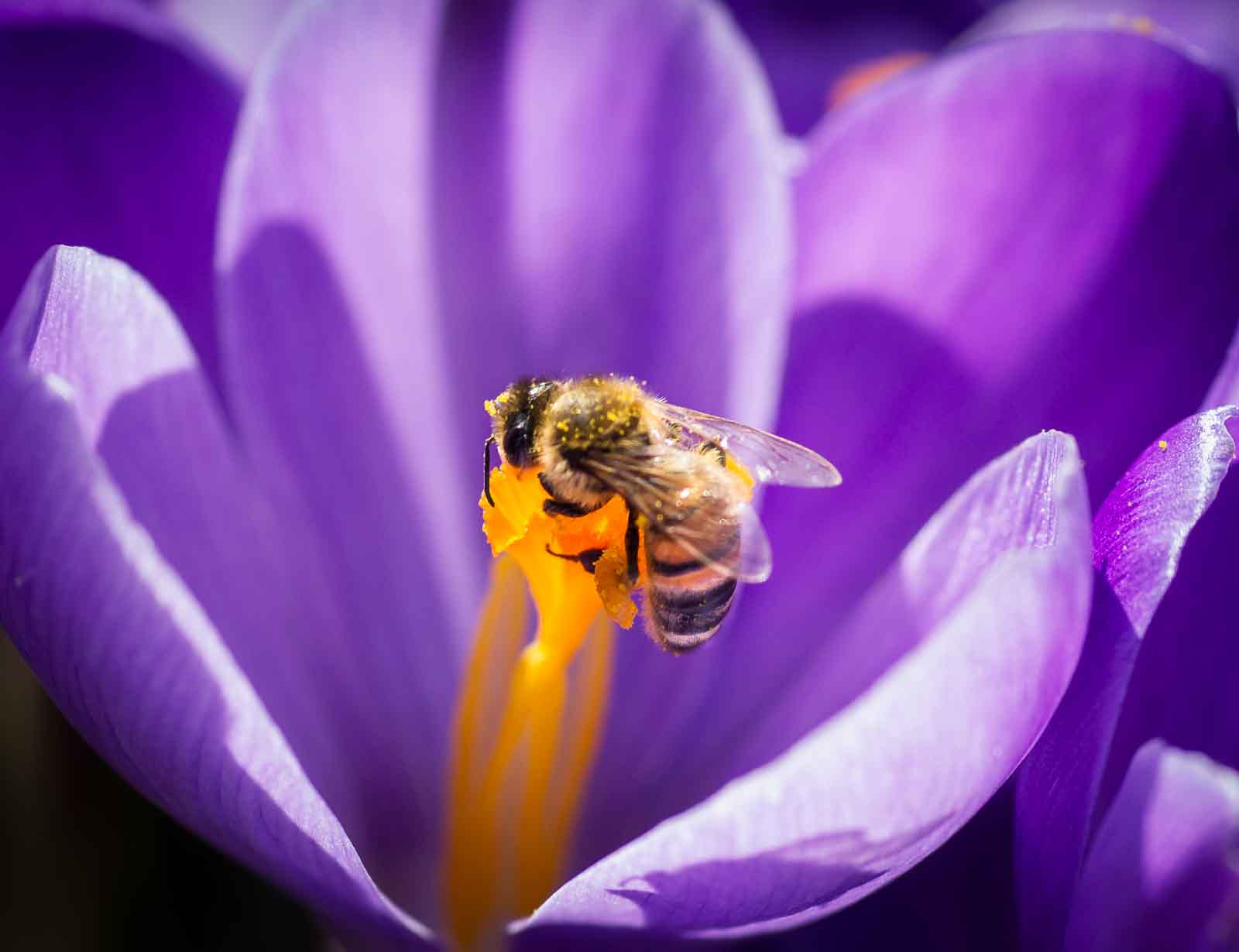 Sony Alpha DSLR-A500 + Tamron SP AF 90mm F2.8 Di Macro sample photo. Bee on crocus #3 photography