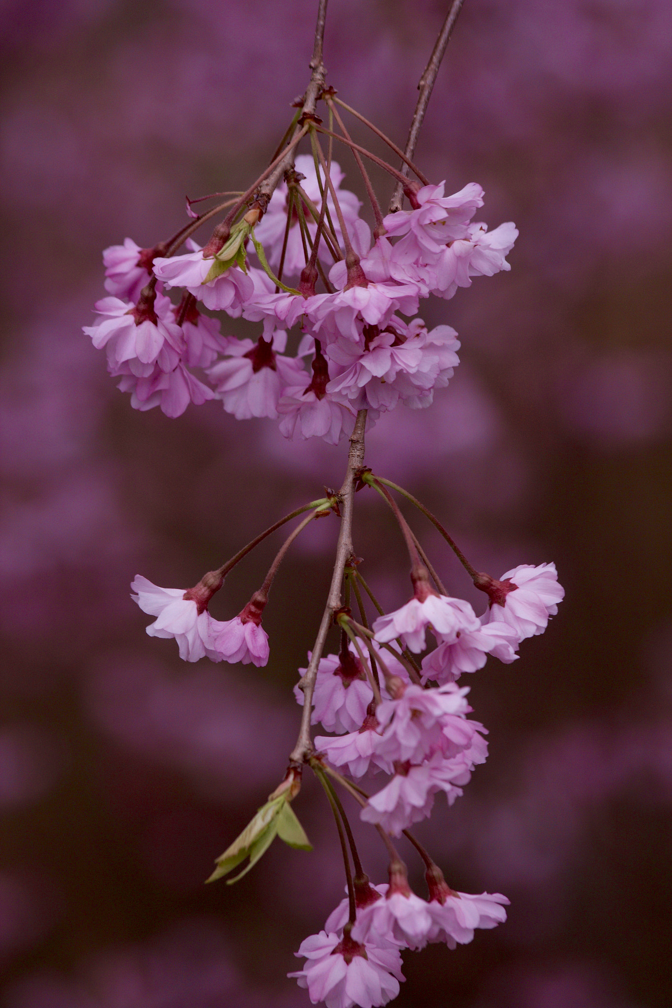 Canon EF 70-300mm F4-5.6 IS USM sample photo. Untitled photography