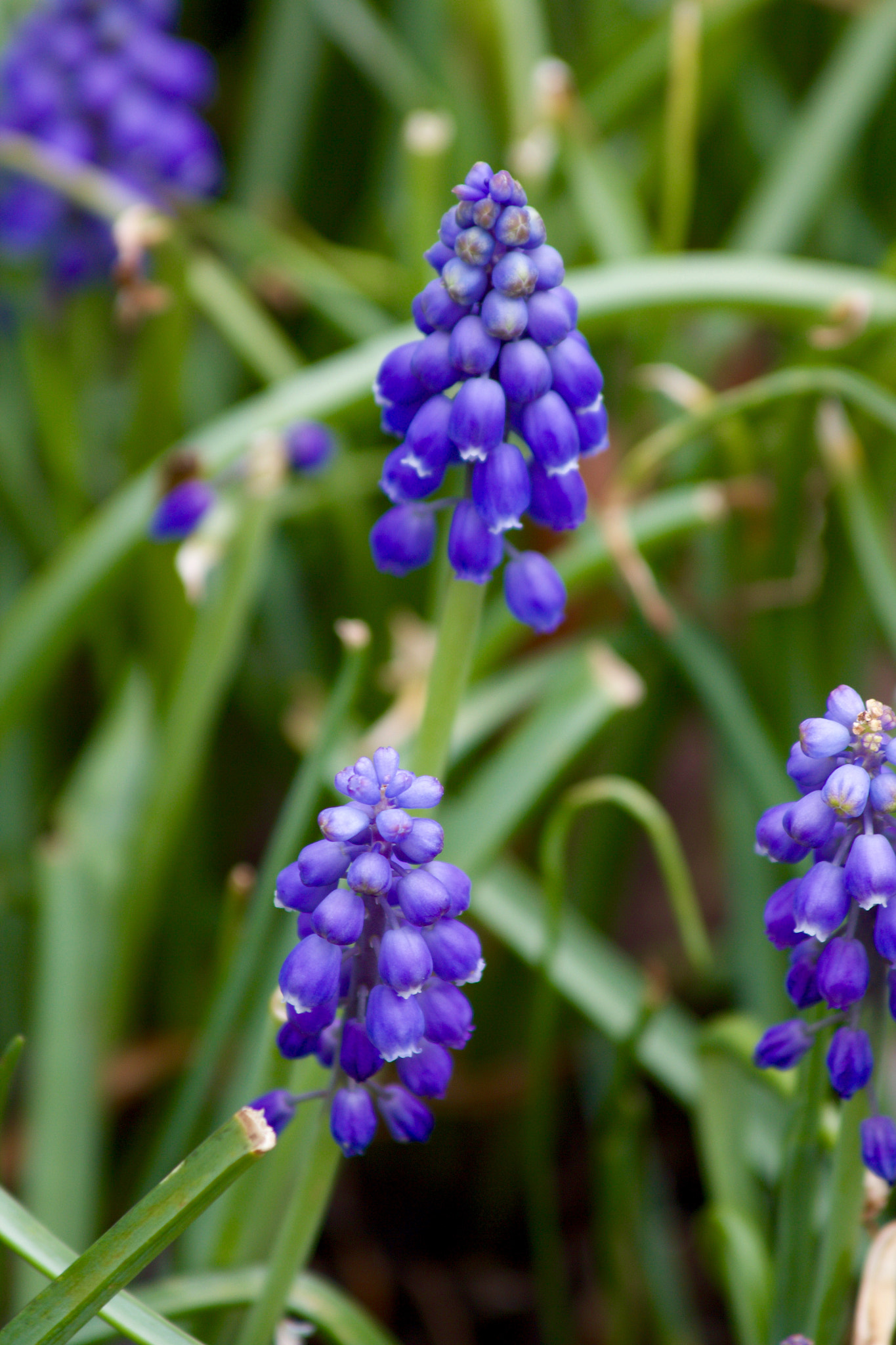Canon EF 70-300mm F4-5.6 IS USM sample photo. Untitled photography