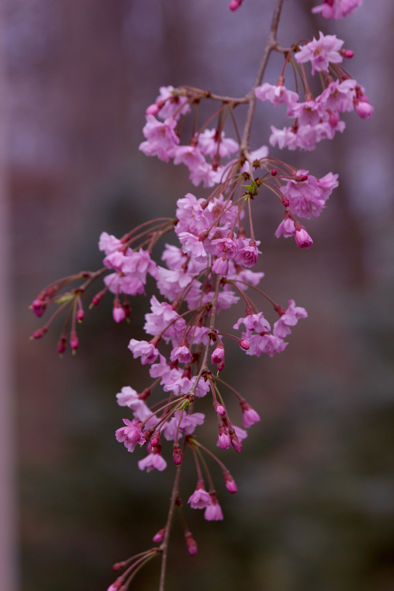 Canon EF 70-300mm F4-5.6 IS USM sample photo. Untitled photography