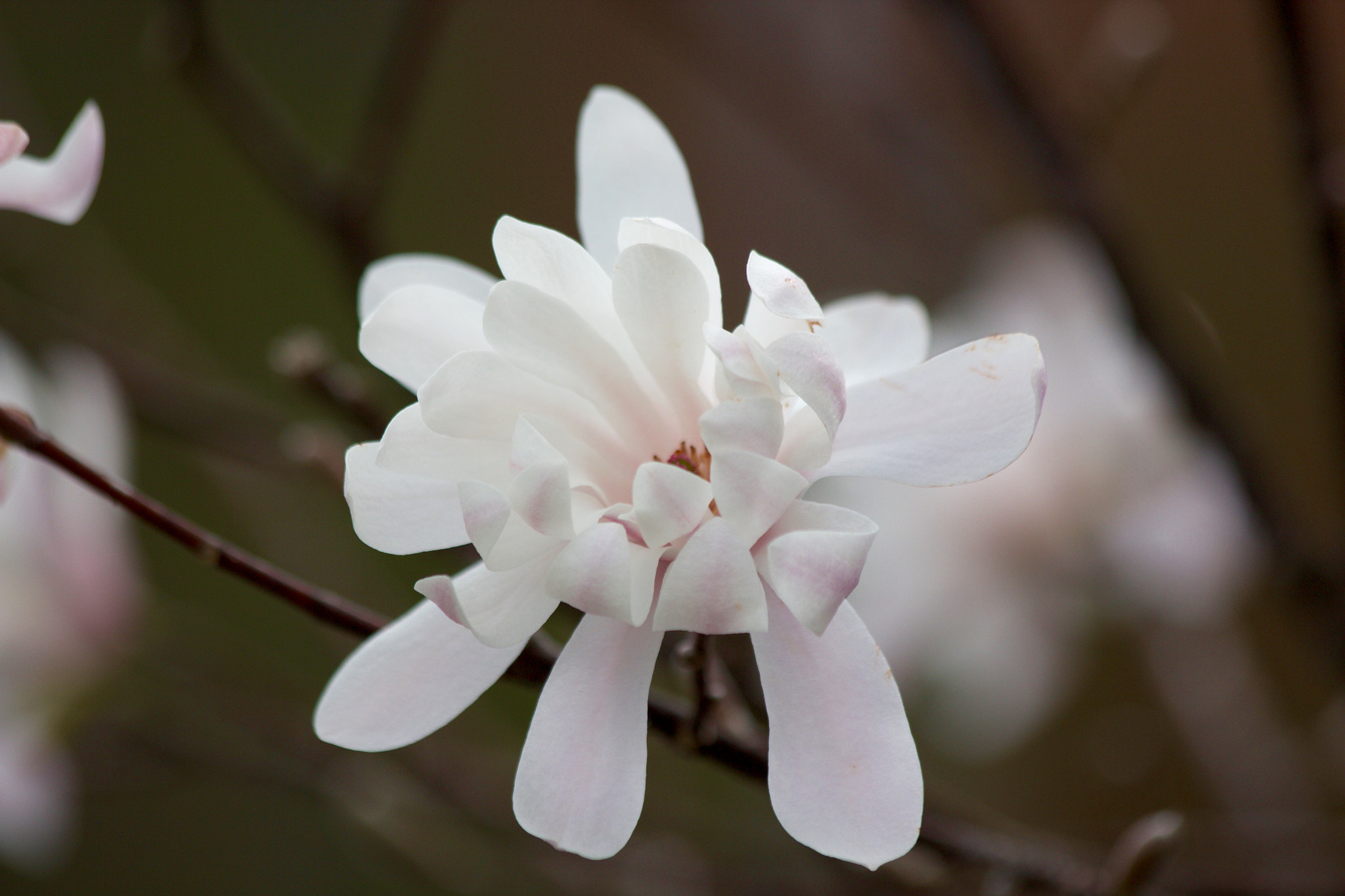 Canon EF 70-300mm F4-5.6 IS USM sample photo. Untitled photography