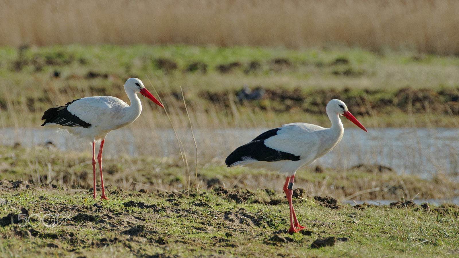 Pentax K-3 sample photo. White storks photography