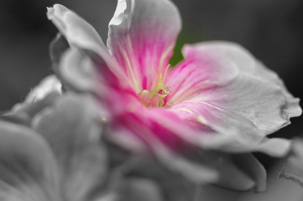 AF Zoom-Nikkor 35-70mm f/3.3-4.5 N sample photo. # photography