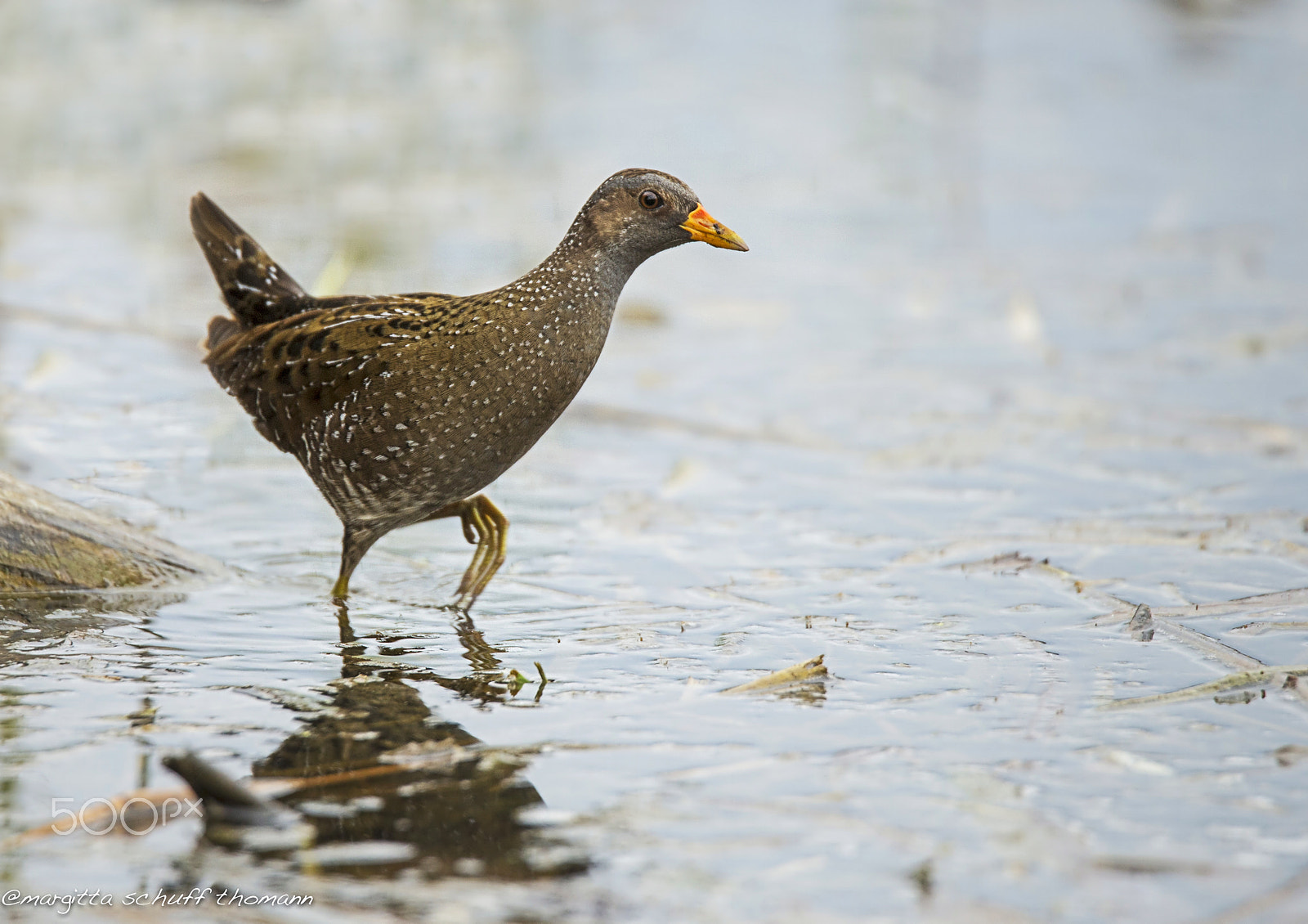Tamron SP 150-600mm F5-6.3 Di VC USD sample photo. Spotted crake.. photography
