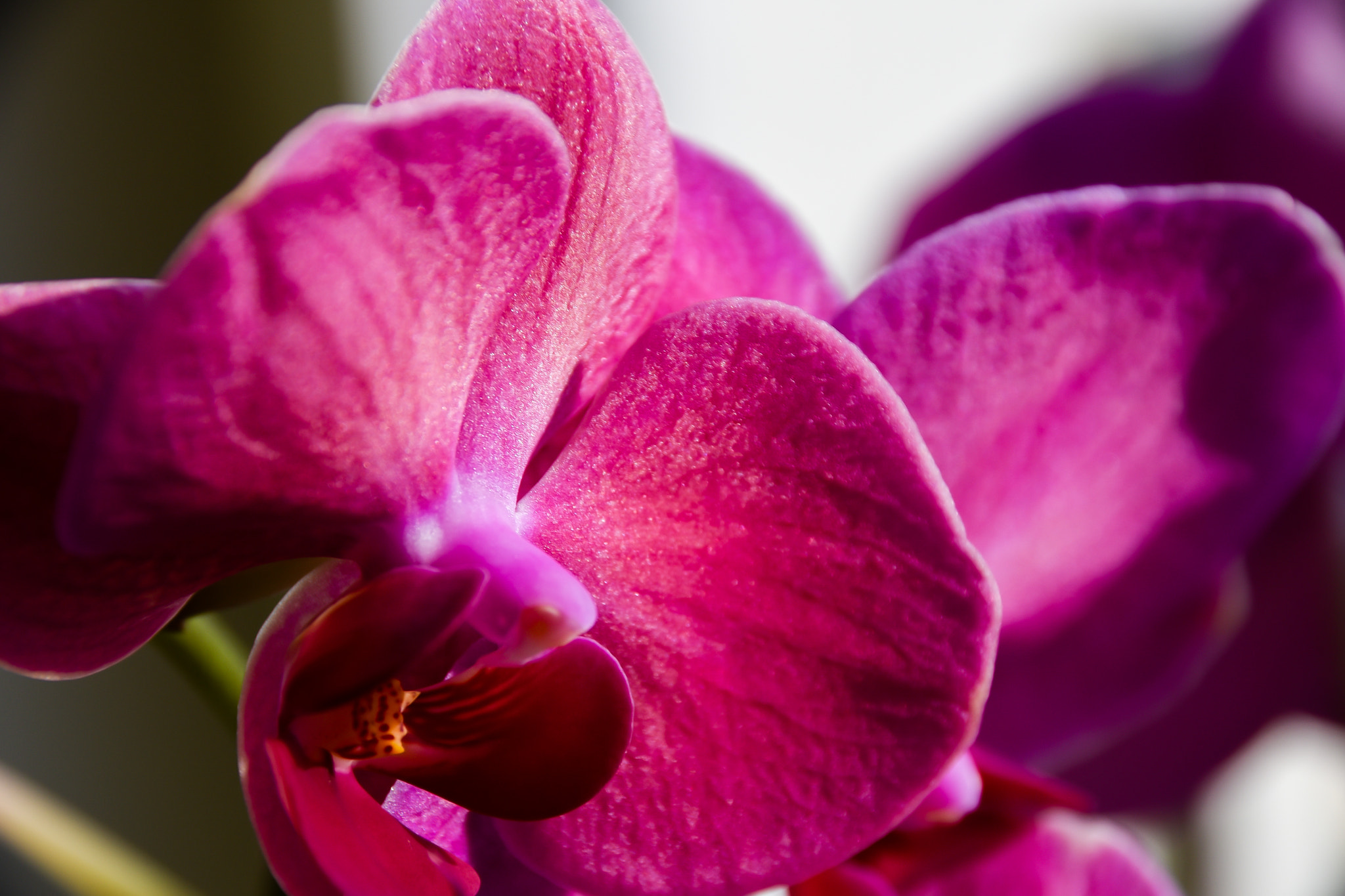 Sigma 18-250mm F3.5-6.3 DC Macro OS HSM sample photo. Purple orchidaceae photography