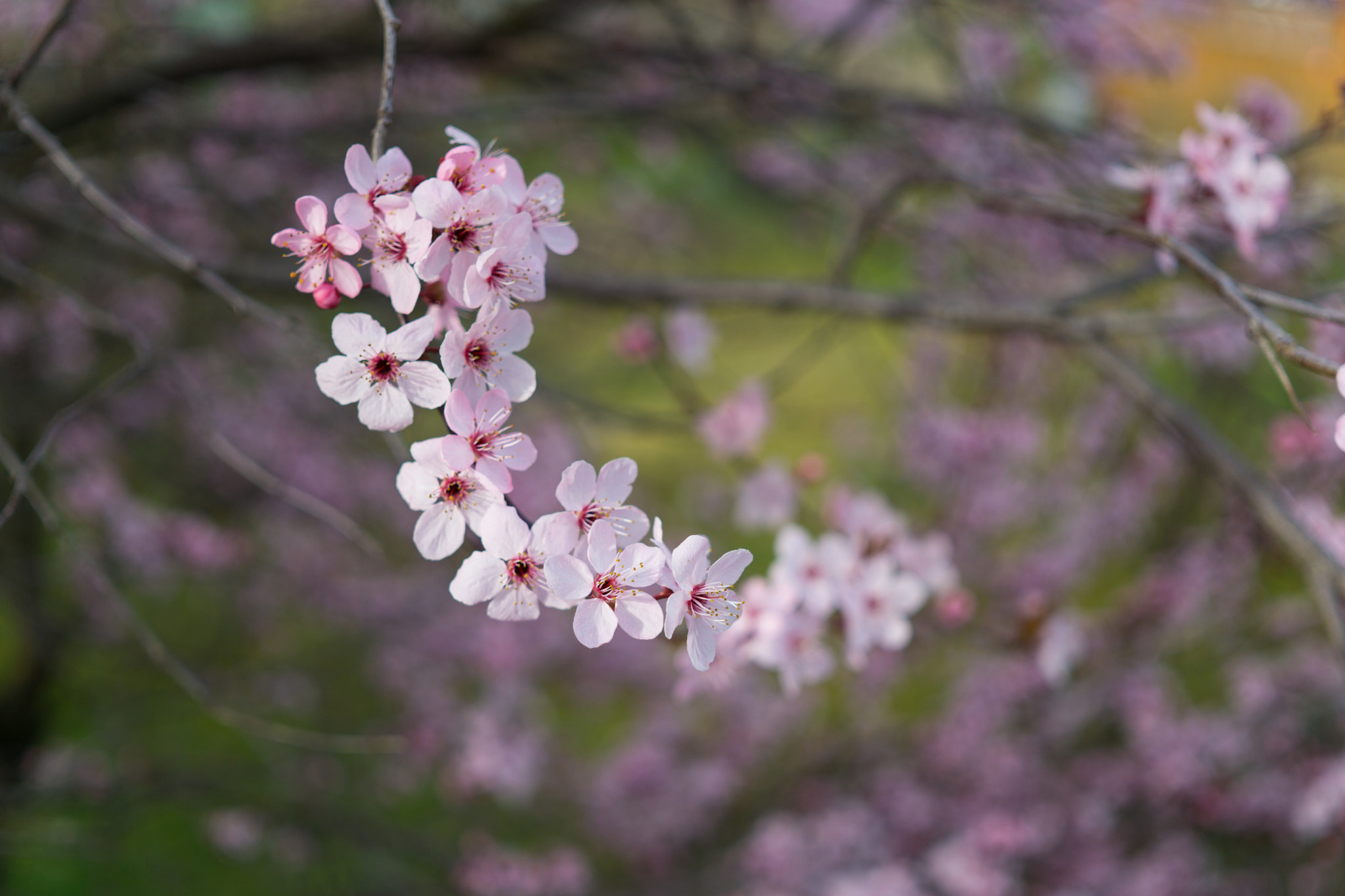 Sony a5100 + Sigma 30mm F2.8 EX DN sample photo. Blossom photography