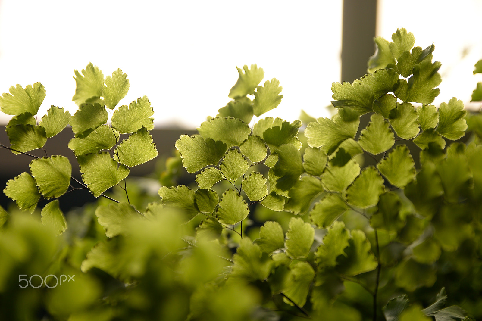 Sigma 17-50mm F2.8 EX DC OS HSM sample photo. Test nikon d610 photography