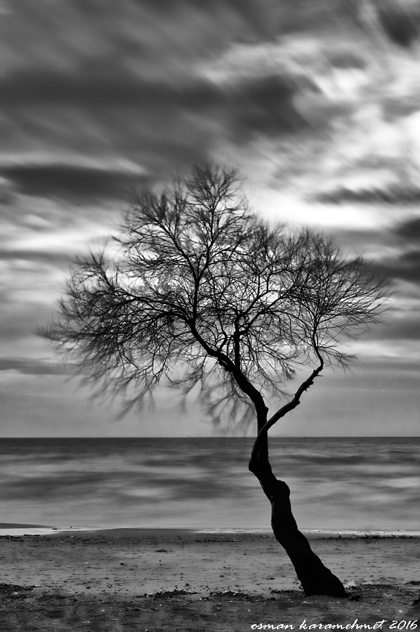 Nikon D300 + Sigma 24-105mm F4 DG OS HSM Art sample photo. Tree photography