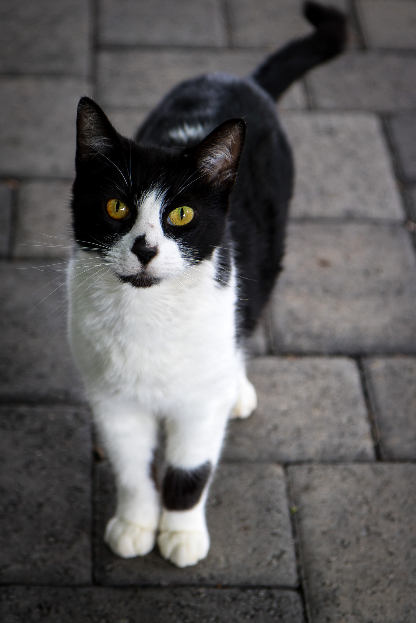 Canon EOS 760D (EOS Rebel T6s / EOS 8000D) + Canon EF-S 17-55mm F2.8 IS USM sample photo. Stray cat photography