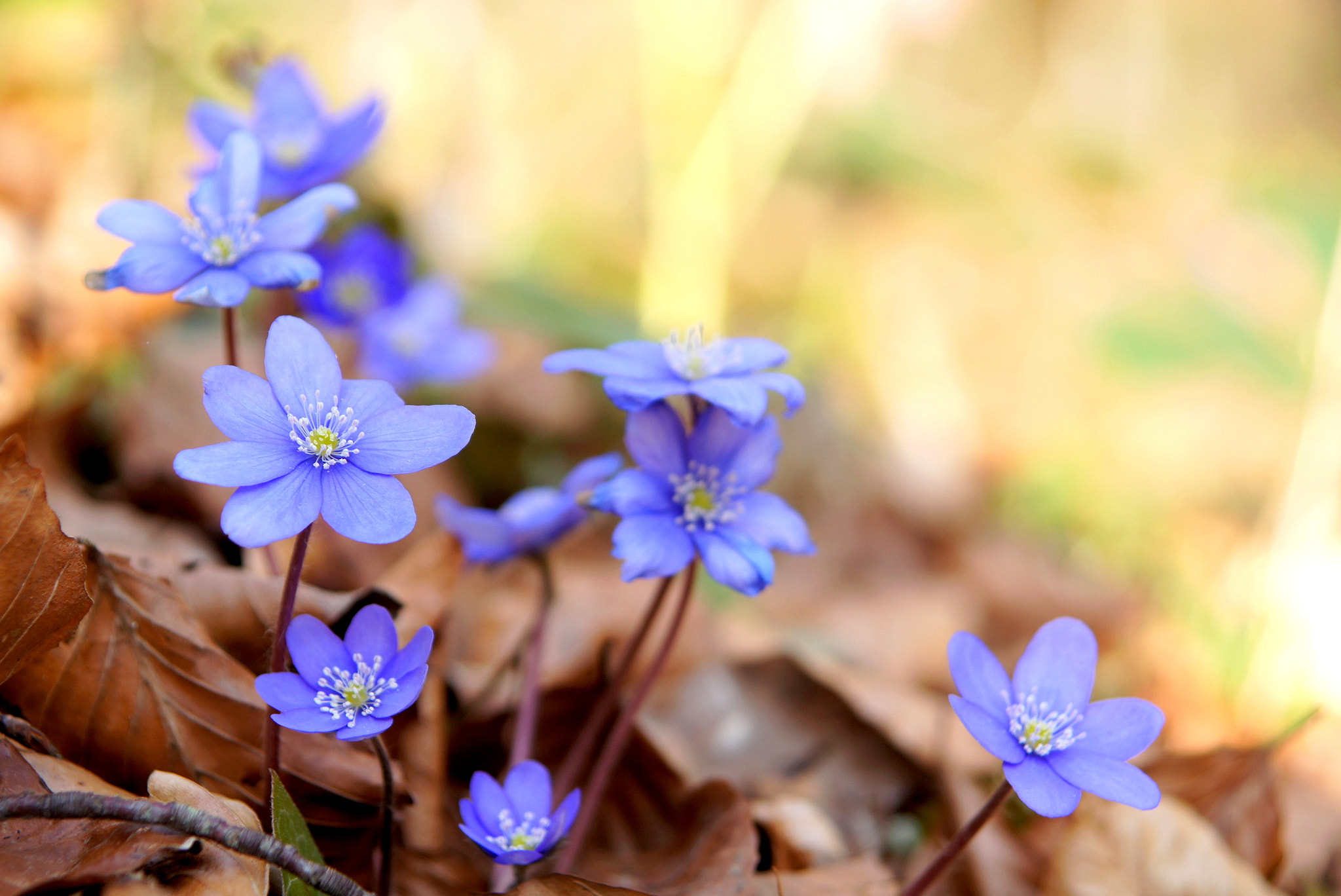 Sony Alpha DSLR-A580 sample photo. Spring... photography