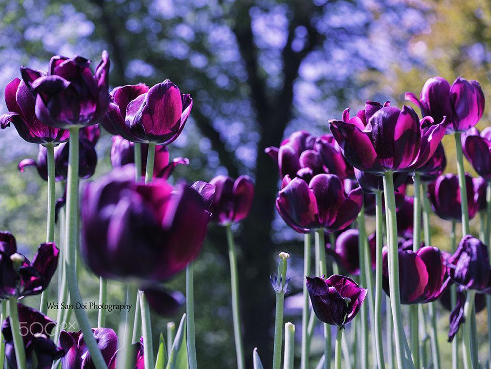 Panasonic Leica DG Macro-Elmarit 45mm F2.8 ASPH OIS sample photo. Tulips 16 photography