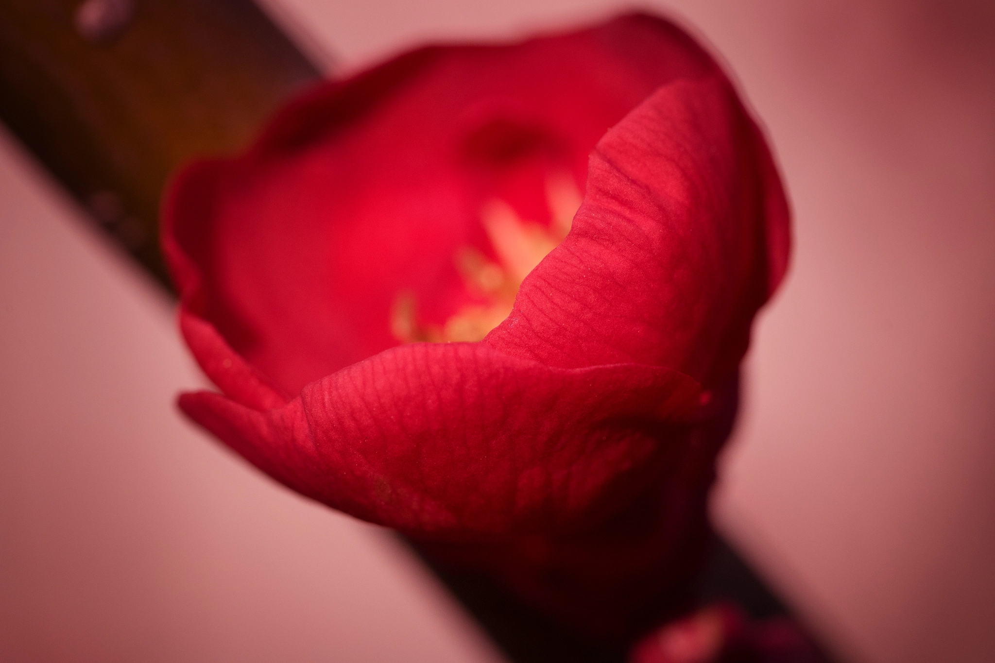 Panasonic Leica DG Macro-Elmarit 45mm F2.8 ASPH OIS sample photo. 0142. photography