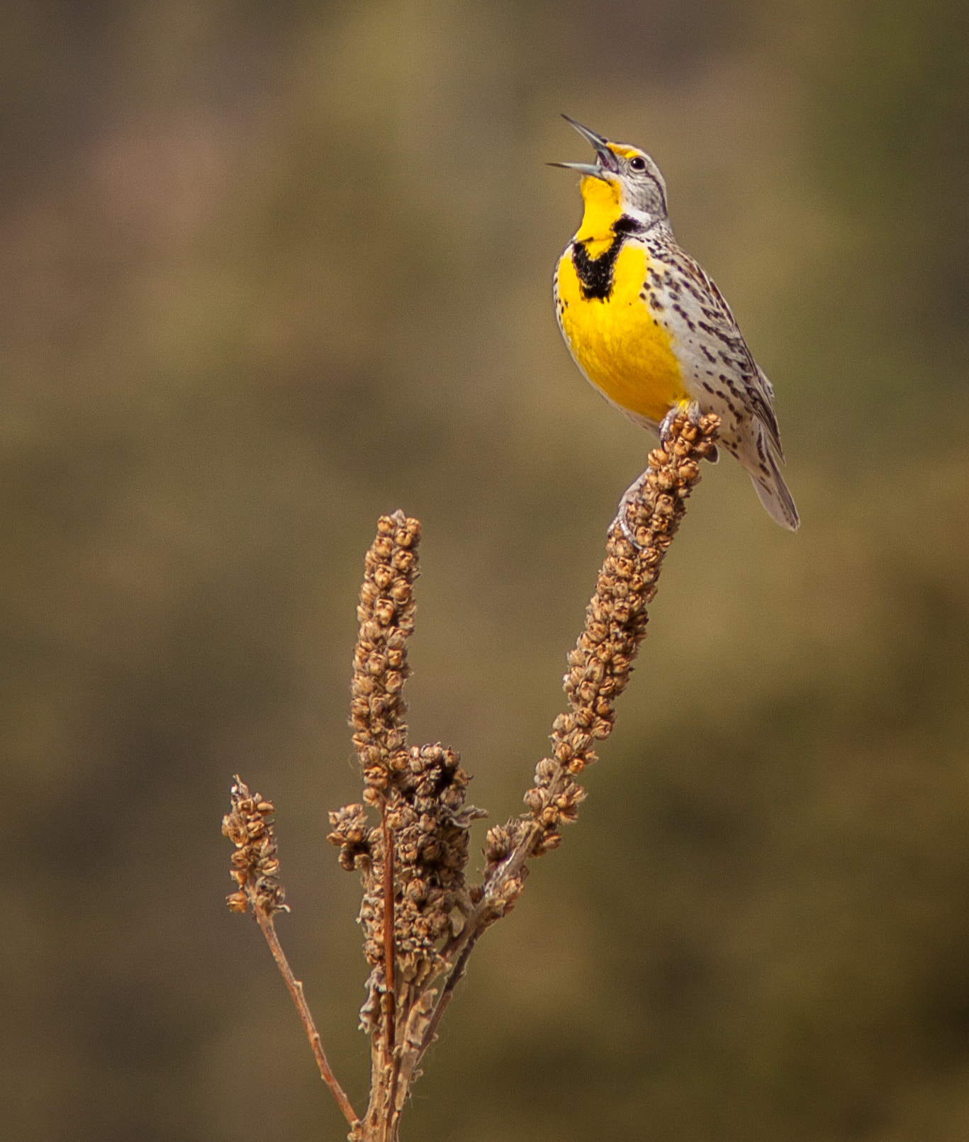 Canon EF 300mm F4L IS USM sample photo. Meadowlark rejoicing photography