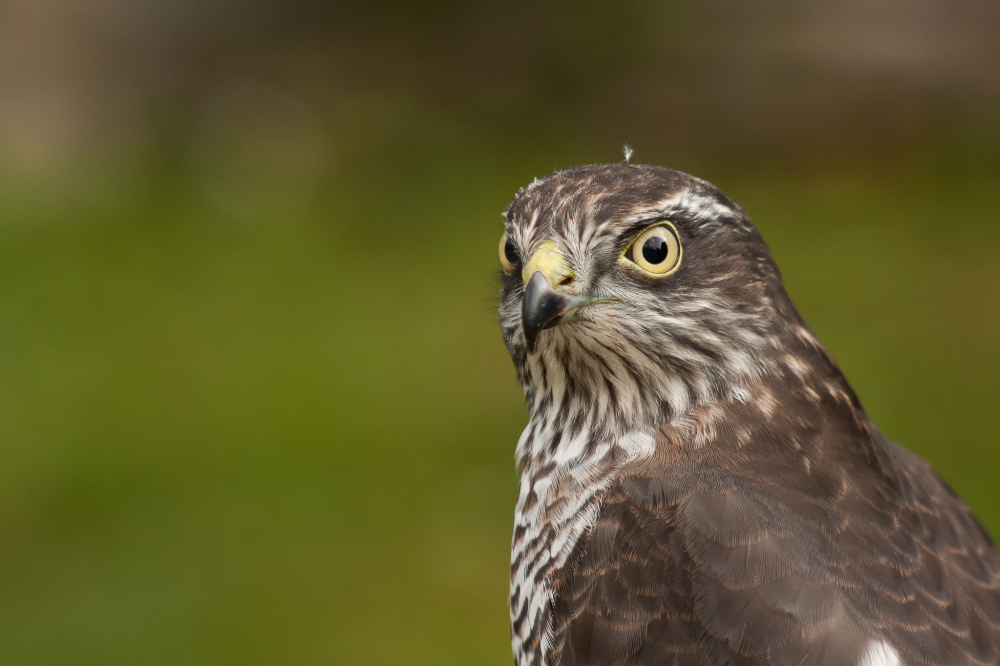 Canon EF 100-300mm F4.5-5.6 USM sample photo. Scared/angry photography