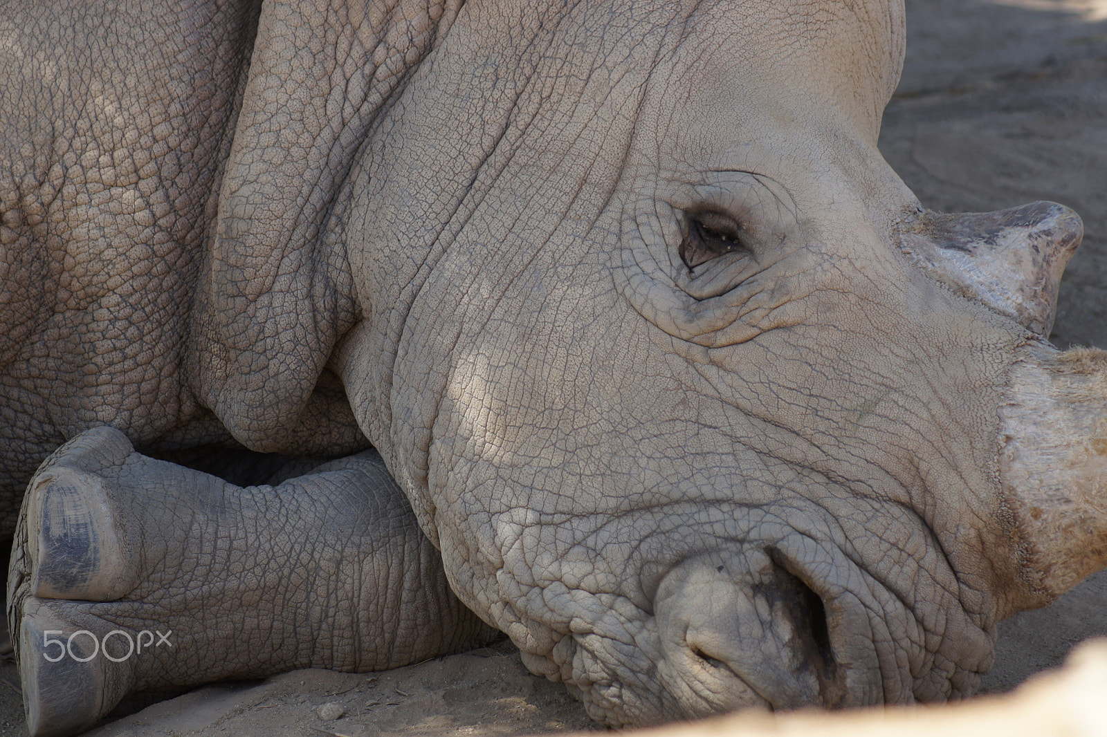 Sony Alpha DSLR-A500 sample photo. White rhino photography
