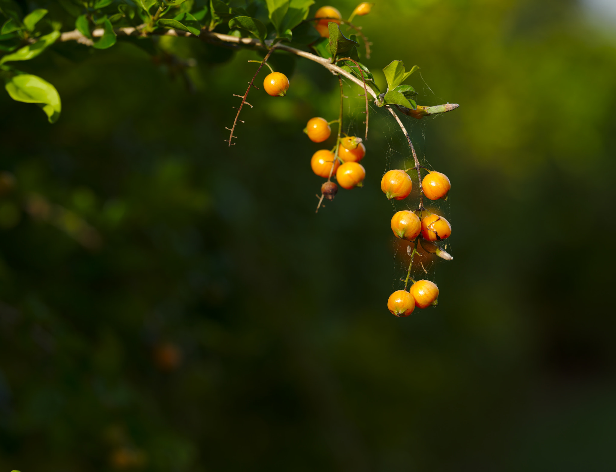 ZEISS Otus 85mm F1.4 sample photo. Ripe brazilian pepper photography