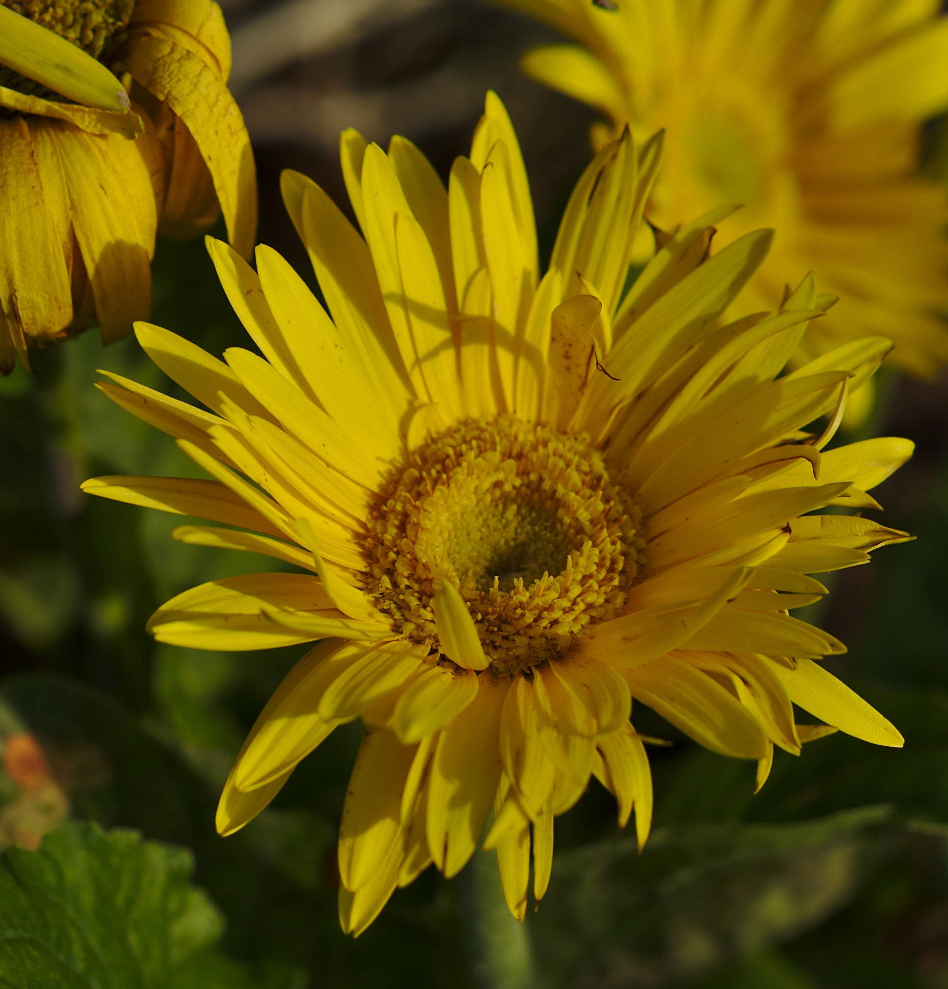ZEISS Otus 85mm F1.4 sample photo. A yellow daisy or gerbera in the late evening sun photography