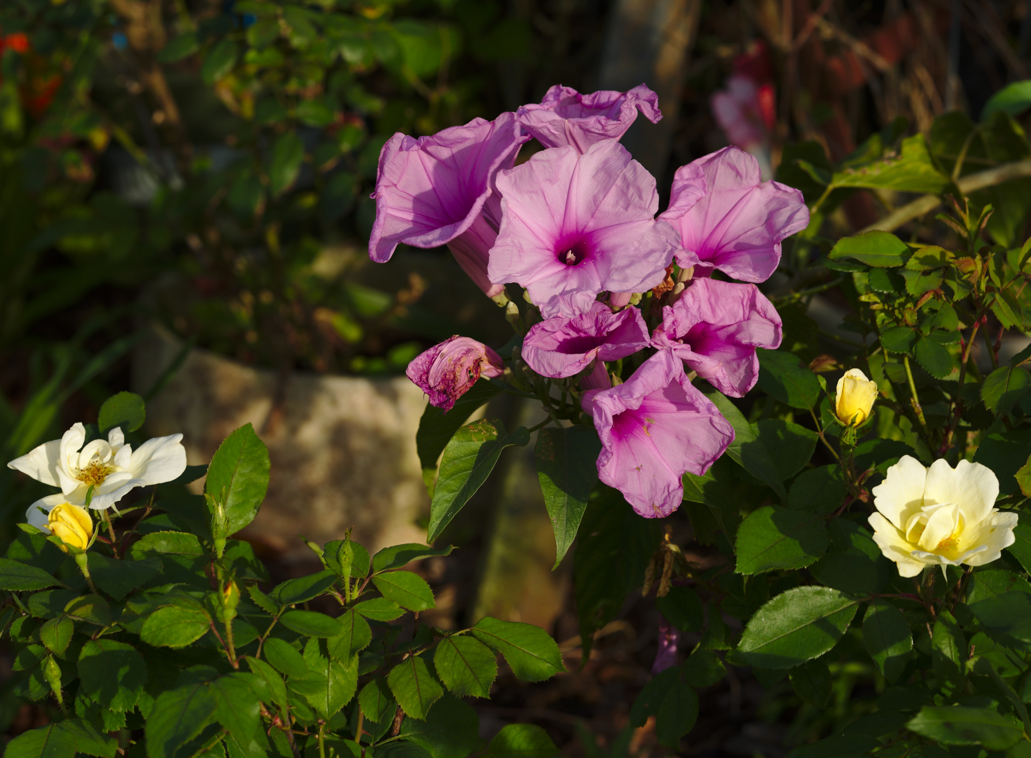 ZEISS Otus 85mm F1.4 sample photo. Catching the last rays of the day! photography