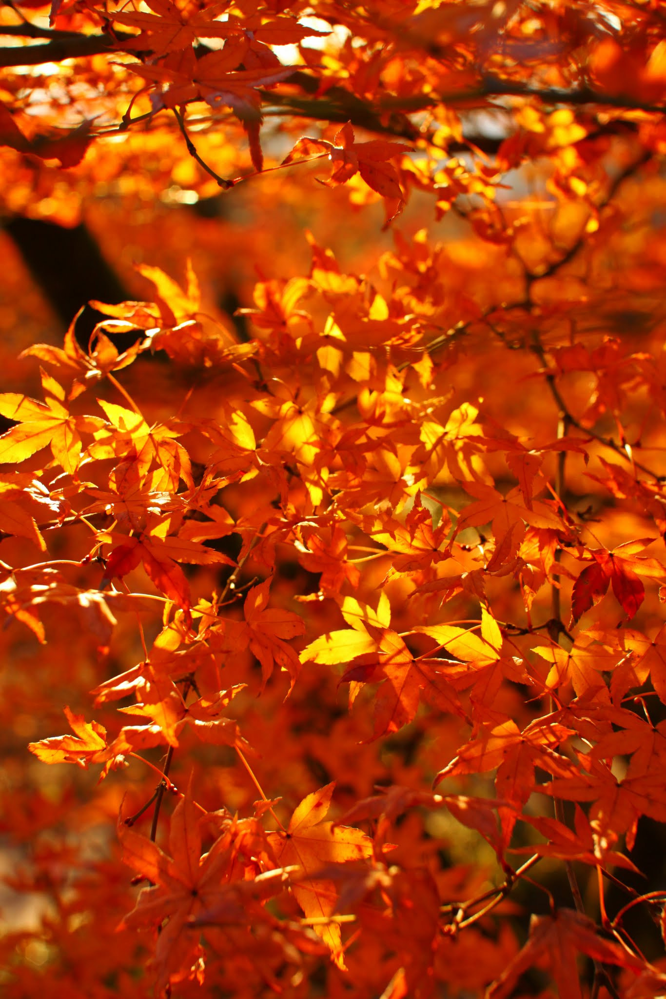 Sigma 30mm F1.4 EX DC HSM sample photo