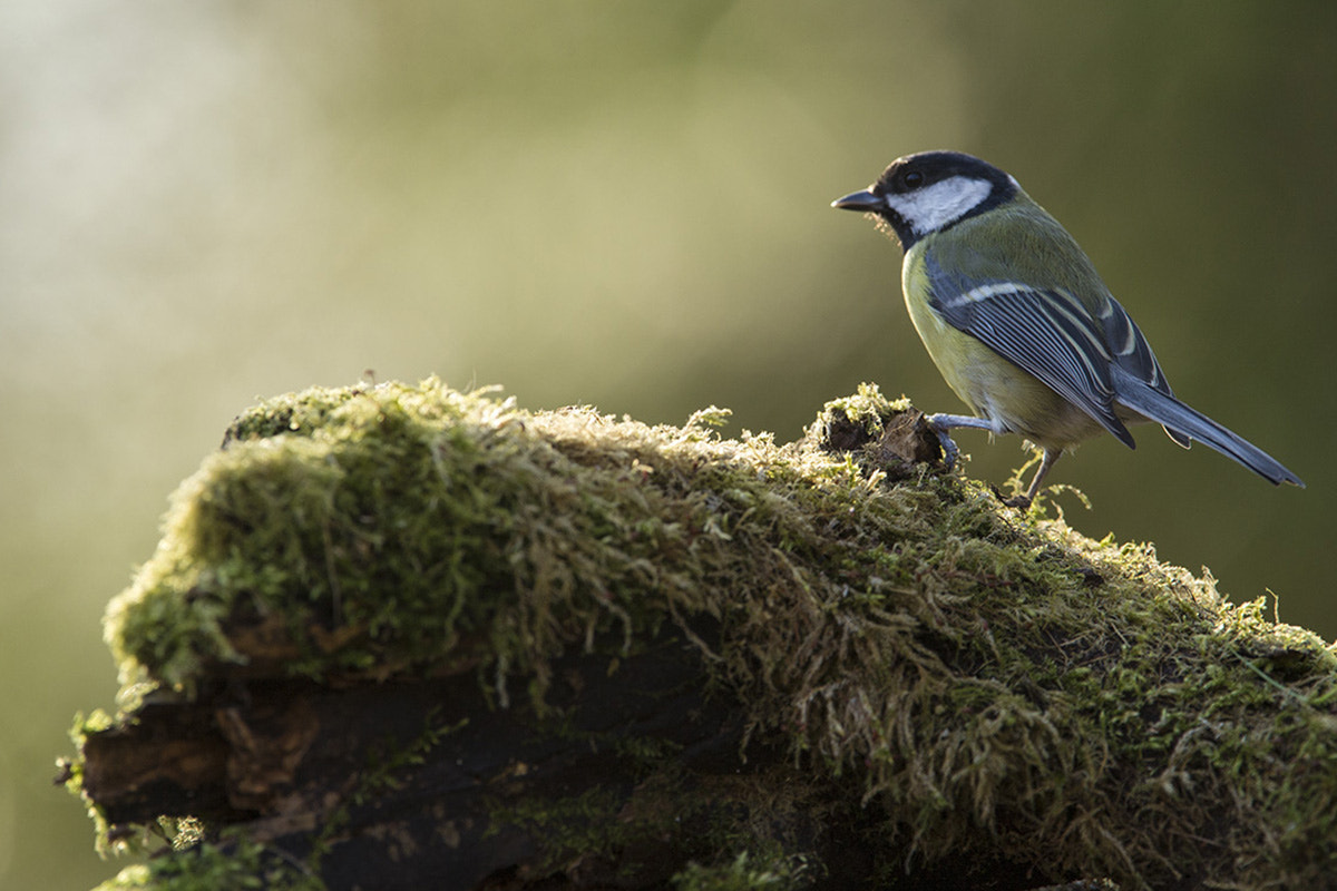 Canon EF 300mm F2.8L IS USM sample photo. Great tit with back-lighting photography