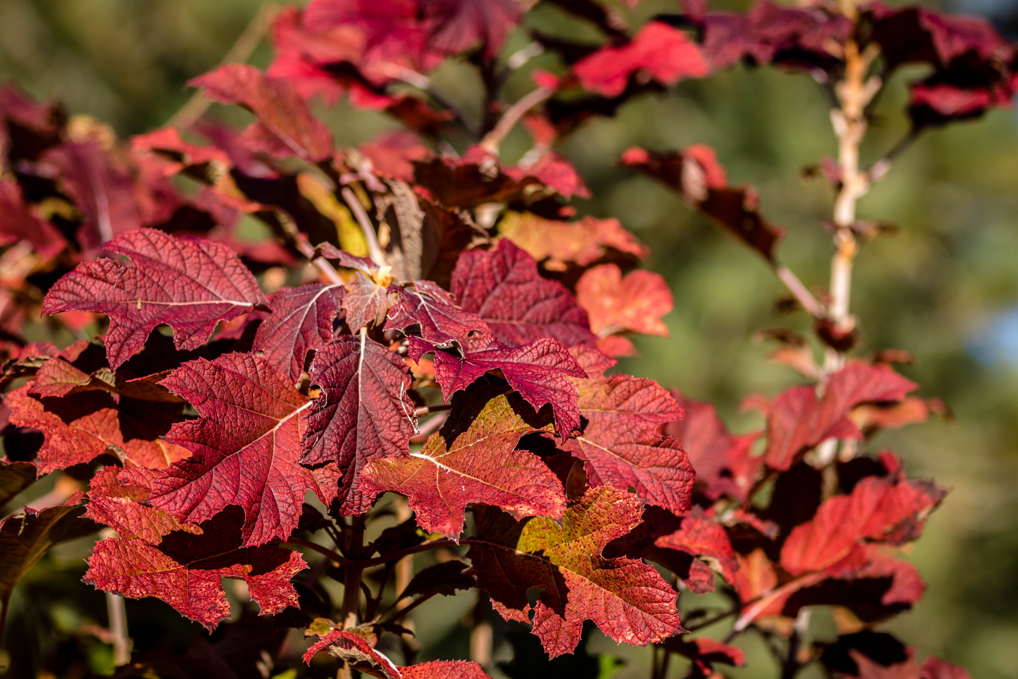 Canon EOS 760D (EOS Rebel T6s / EOS 8000D) sample photo. Oak leaf hydrangea photography