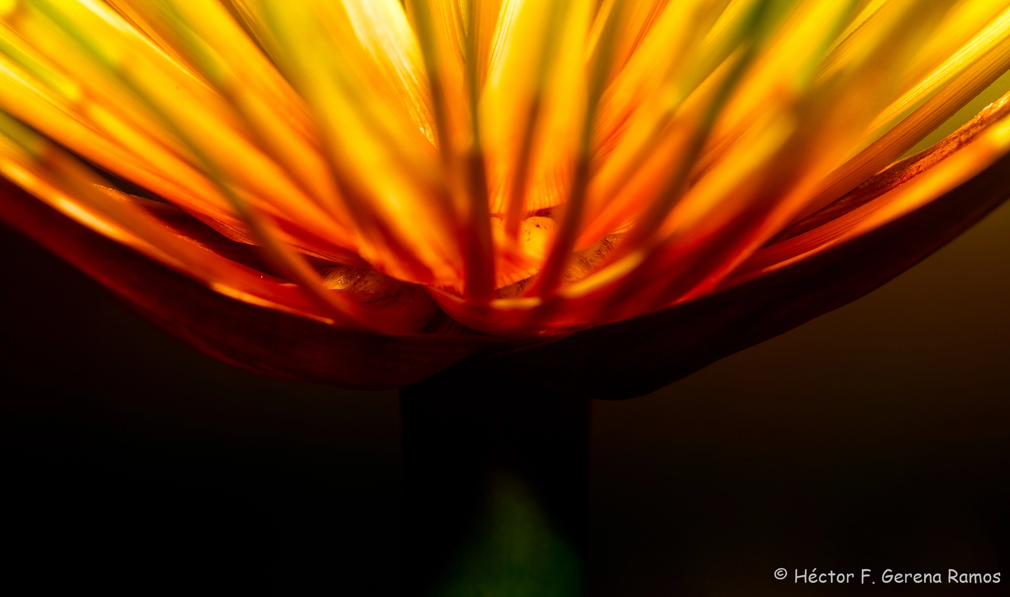 Canon EF 100mm F2.8 Macro USM sample photo. Papyrus photography