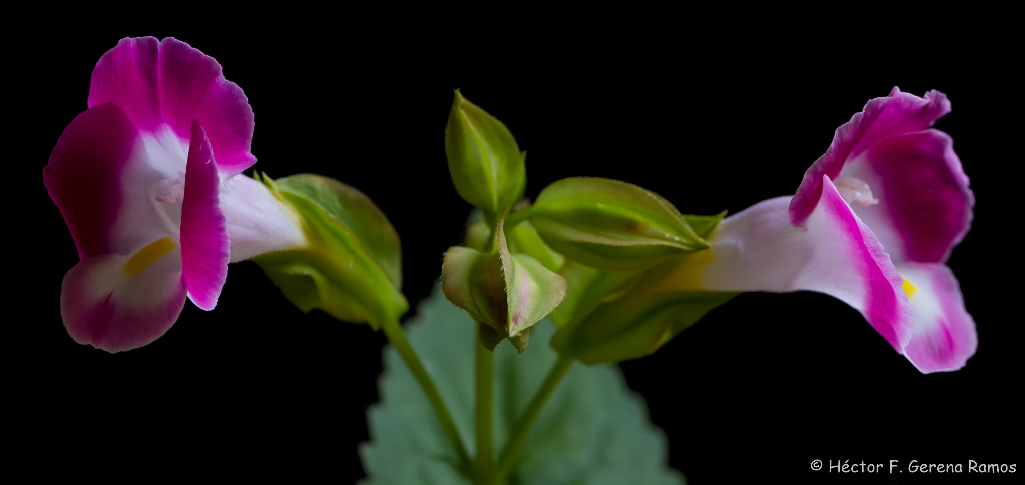 Sigma APO Macro 180mm F2.8 EX DG OS HSM sample photo. Twins photography