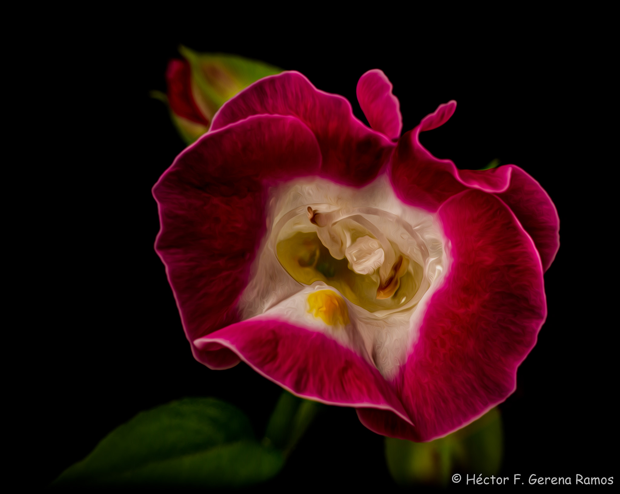 Sigma APO Macro 180mm F2.8 EX DG OS HSM sample photo. Enter photography