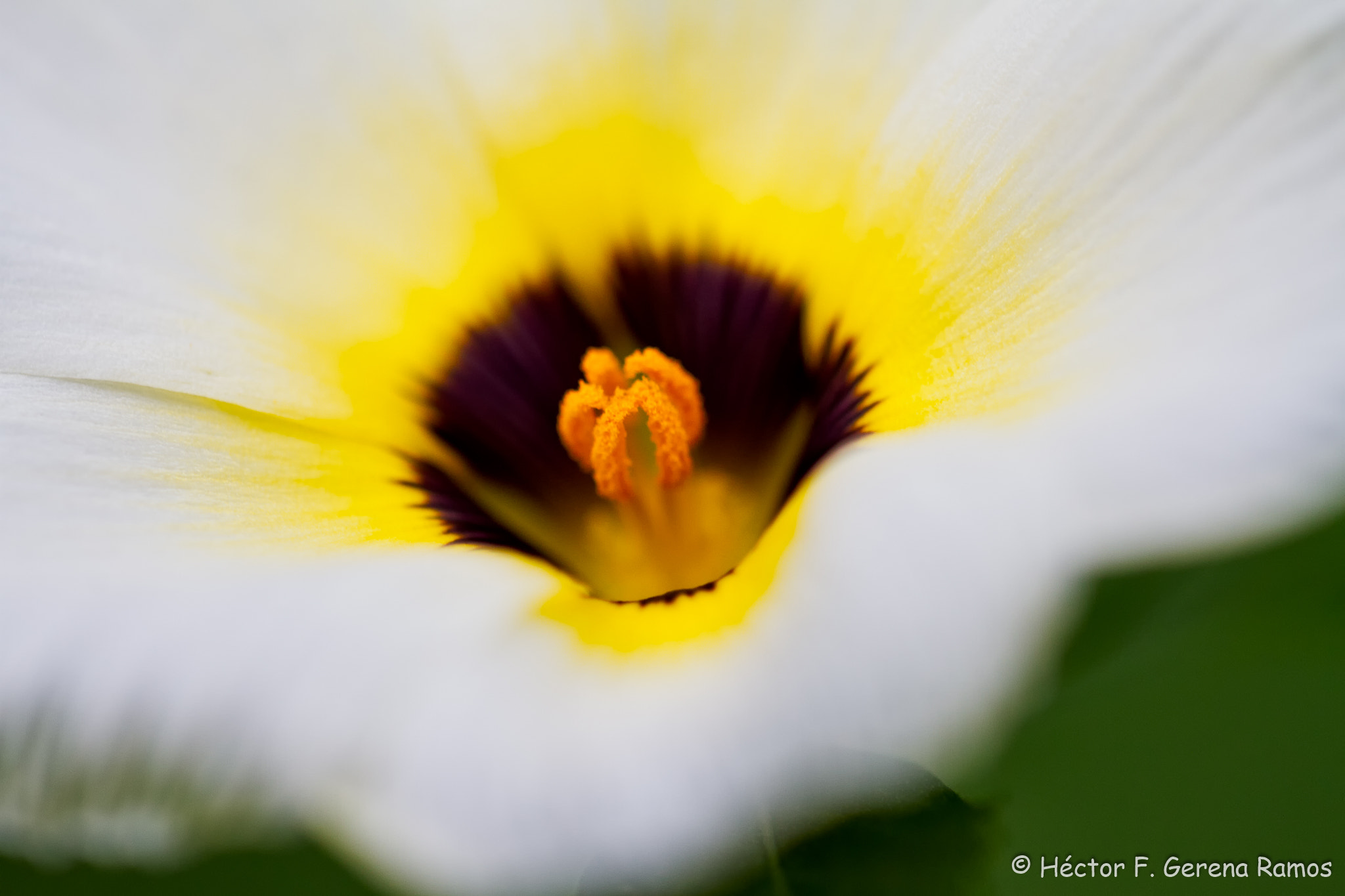Sigma APO Macro 180mm F2.8 EX DG OS HSM sample photo. Soft photography