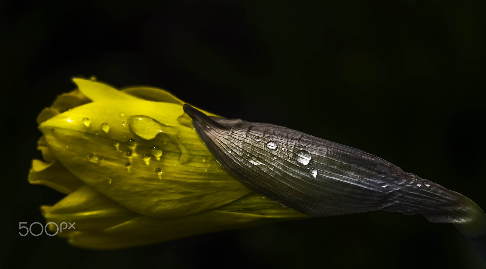 Nikon D750 + AF Micro-Nikkor 105mm f/2.8 sample photo. Narcisse photography