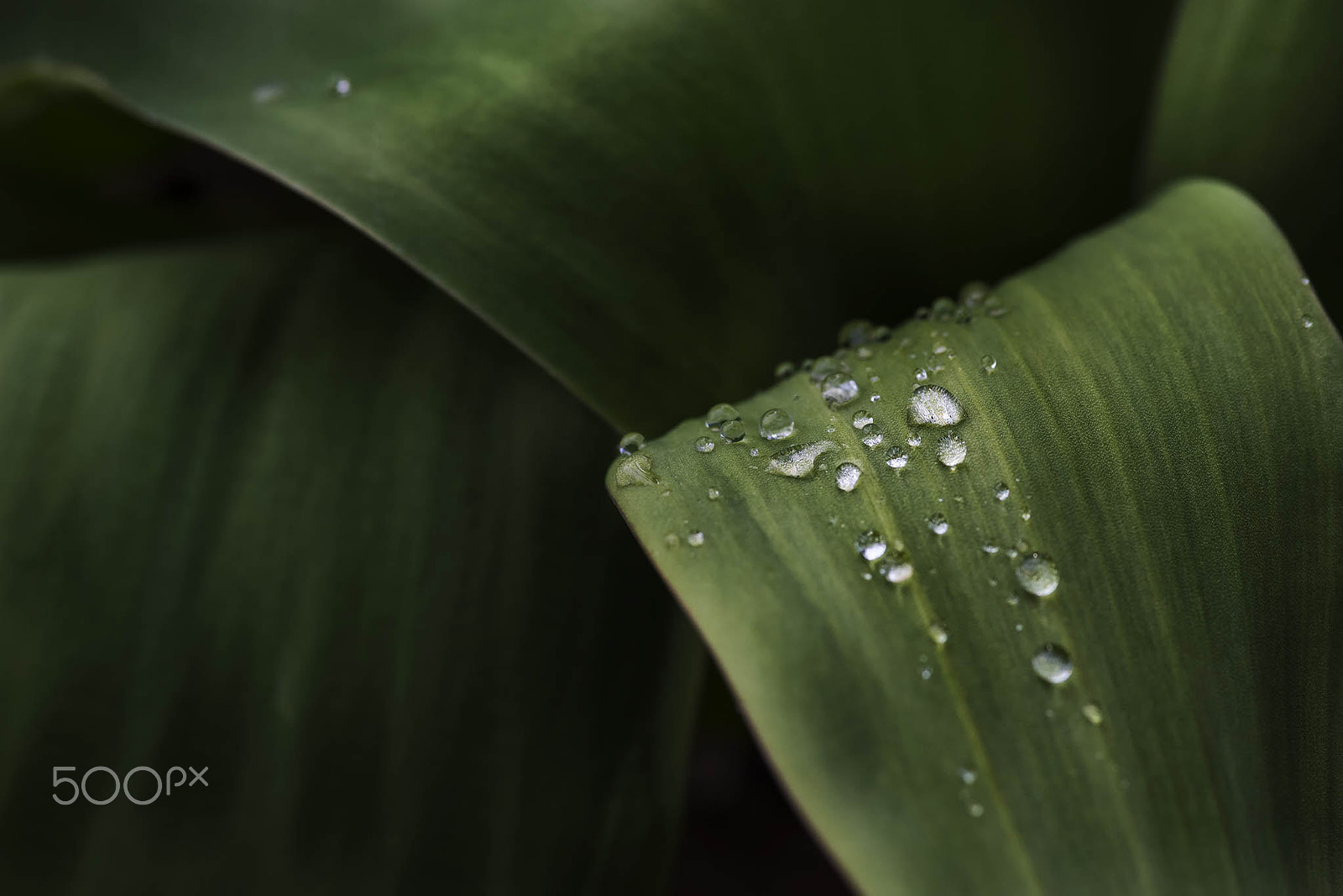 Nikon D750 + AF Micro-Nikkor 105mm f/2.8 sample photo. Drops photography