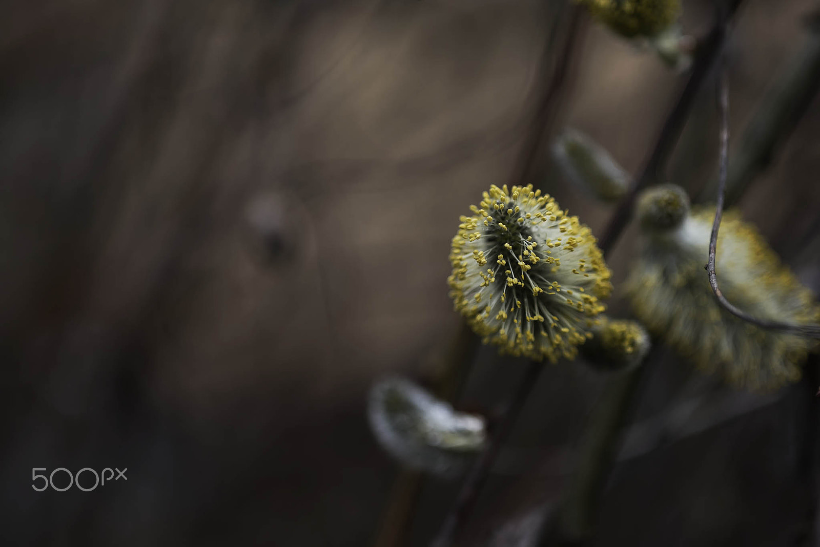 Nikon D750 + AF Micro-Nikkor 105mm f/2.8 sample photo. Pussy willow photography