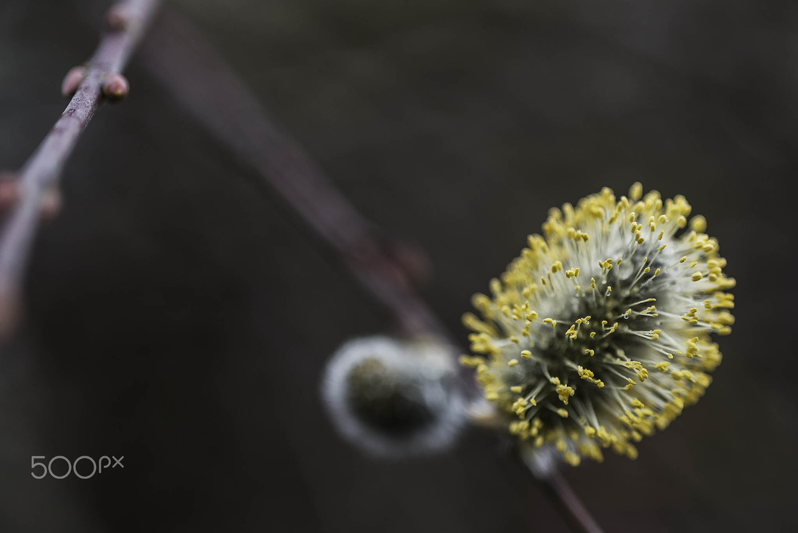 Nikon D750 + AF Micro-Nikkor 105mm f/2.8 sample photo. Pussy willow photography