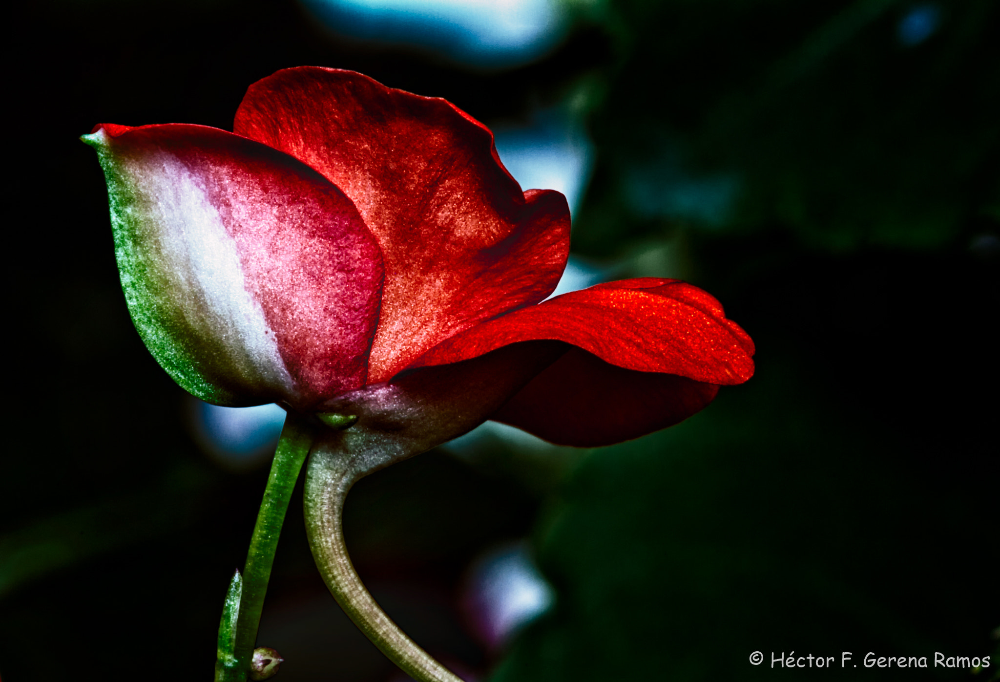 Sigma APO Macro 180mm F2.8 EX DG OS HSM sample photo. Detail photography