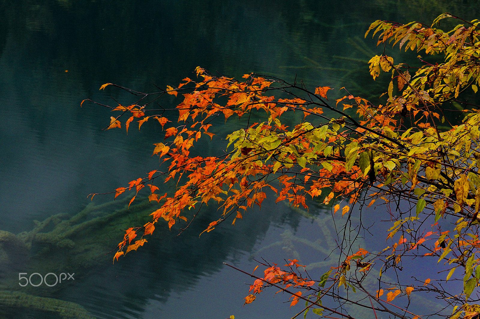 Canon EOS 60D + EF28-70mm f/2.8L USM sample photo. Arrow bamboo lake autumn foliage - jiuzhaigou, china photography
