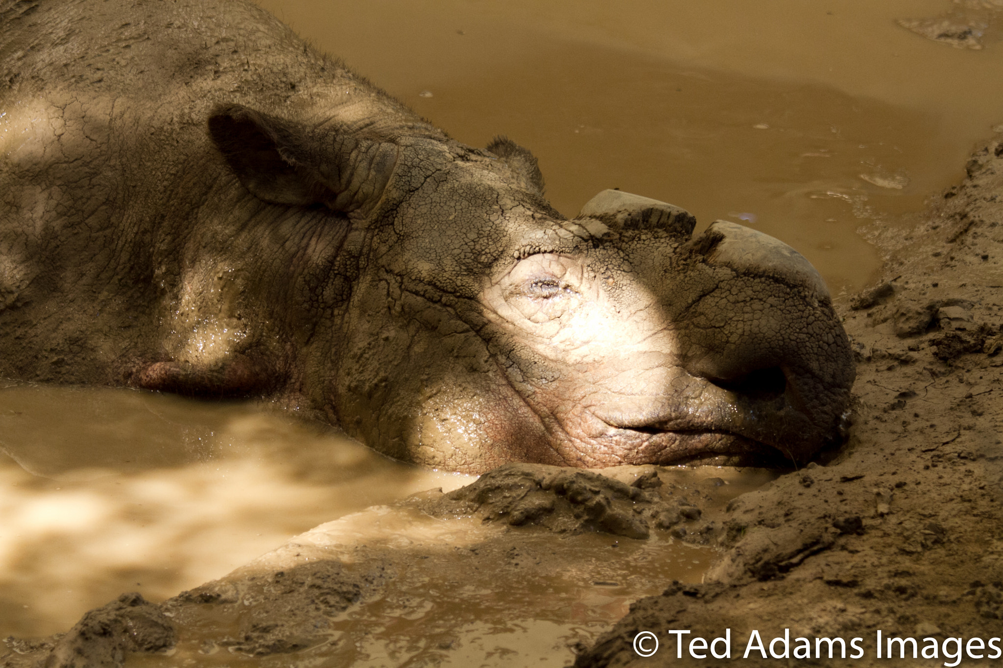 Canon EF 70-200mm F4L IS USM sample photo. Indian rhino at the cincinnati zoo & botanical gar photography