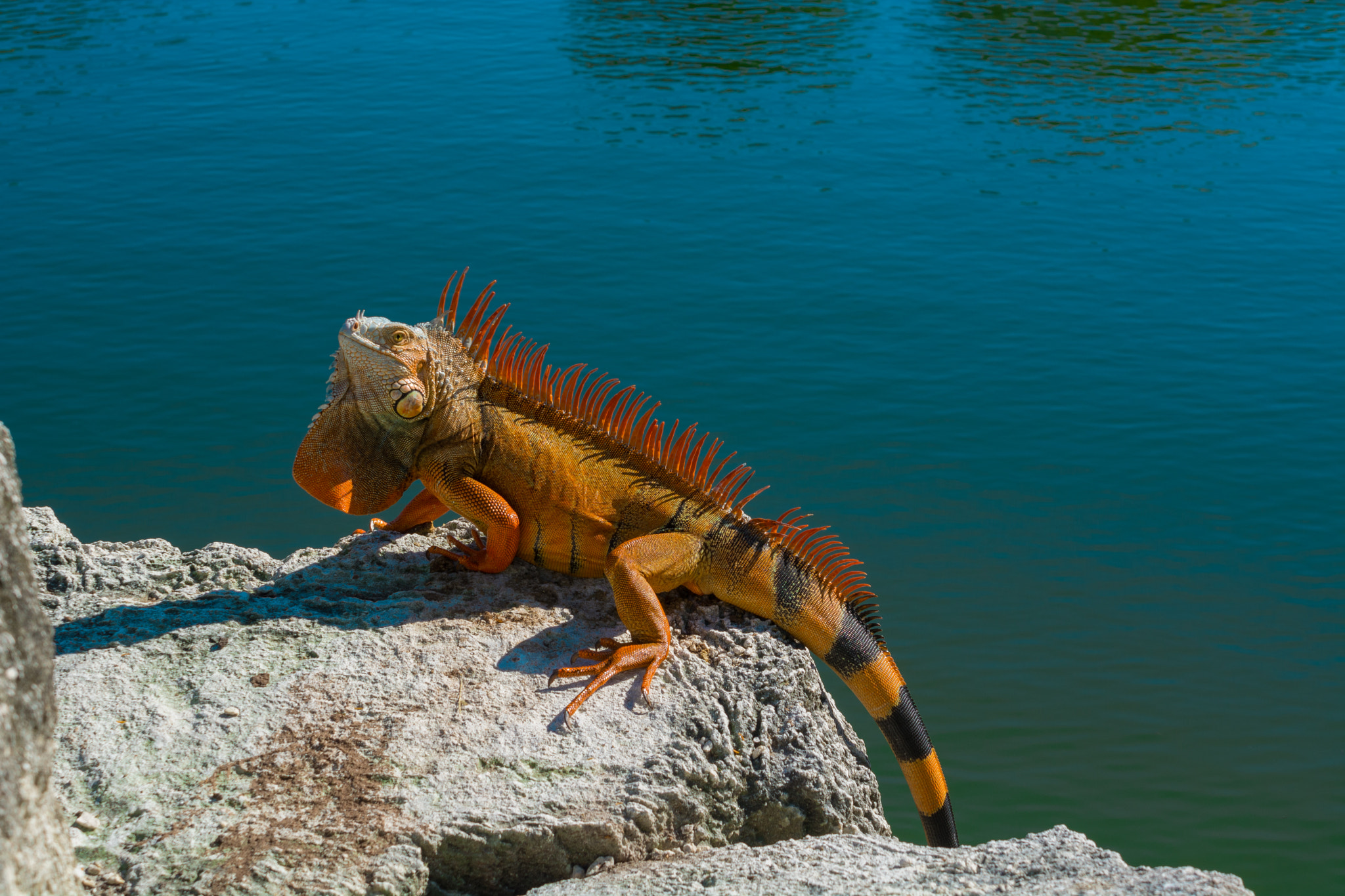 AF Zoom-Nikkor 35-105mm f/3.5-4.5 sample photo. Red iguana photography